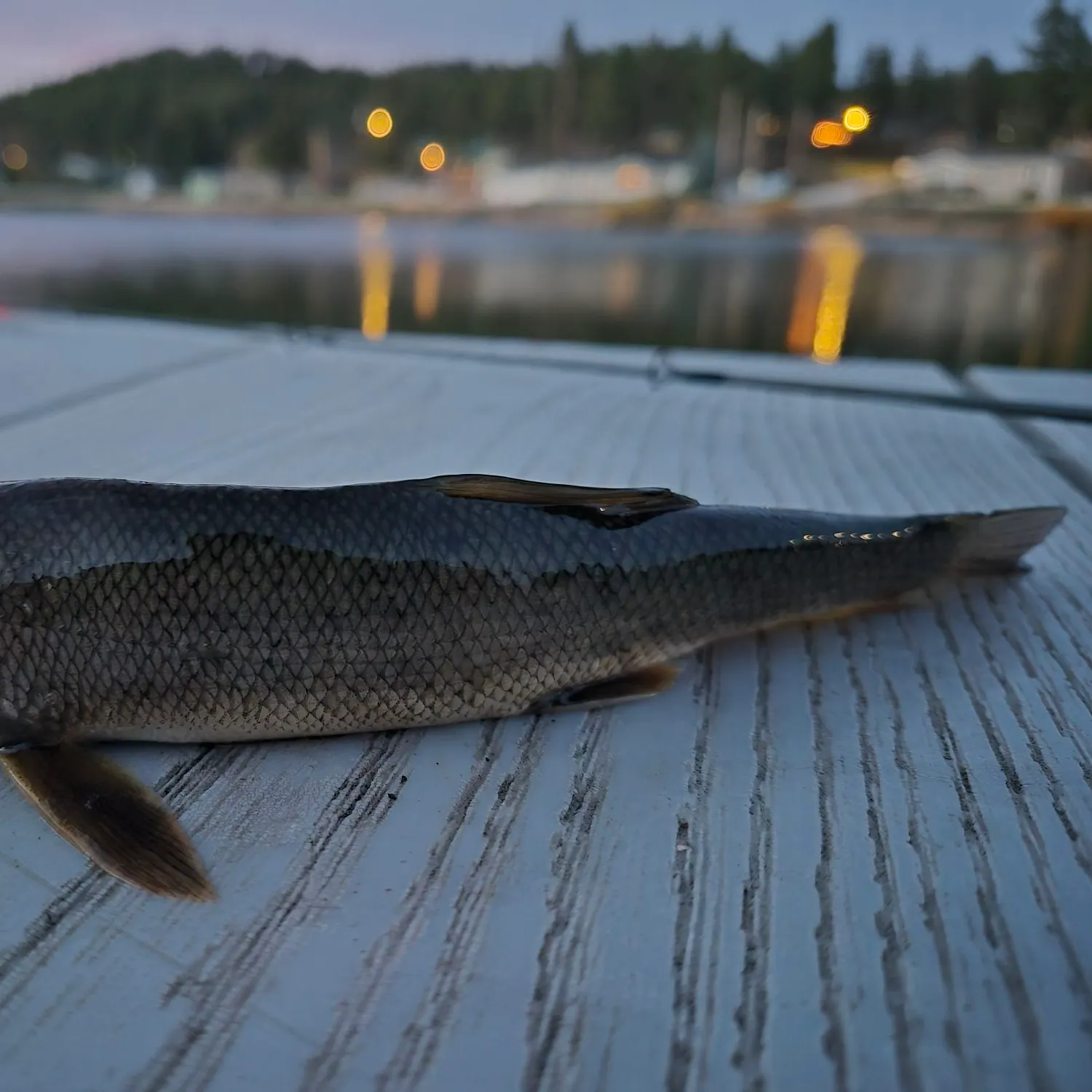 White sucker caught on Fishbrain