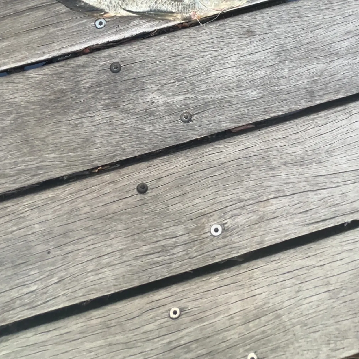 The most recent Mozambique tilapia catches on Fishbrain