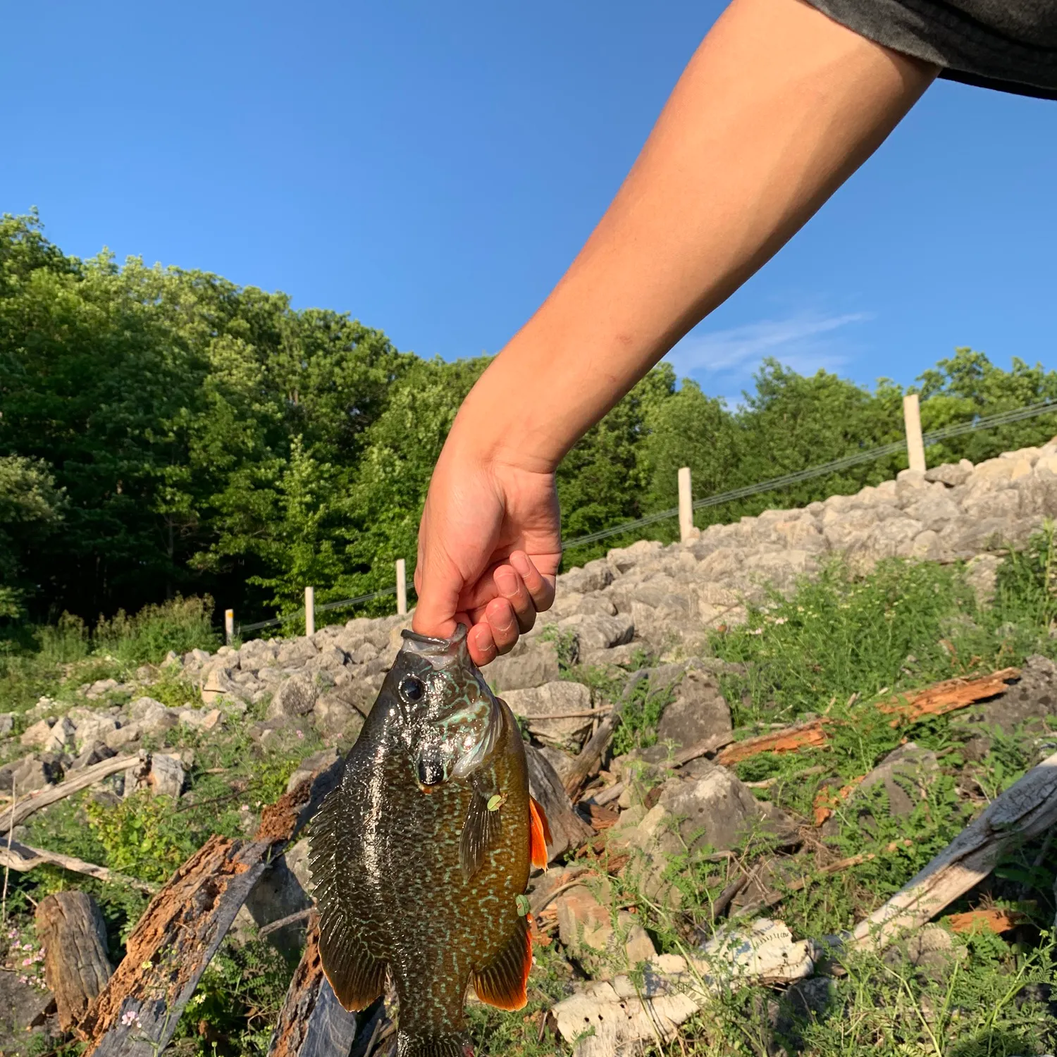 recently logged catches