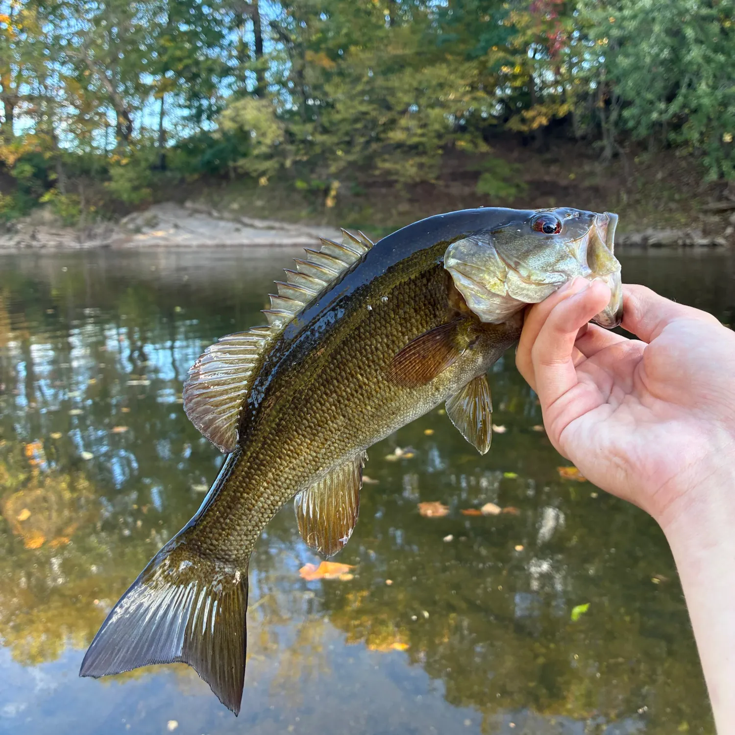 Smallmouth bass caught on Fishbrain