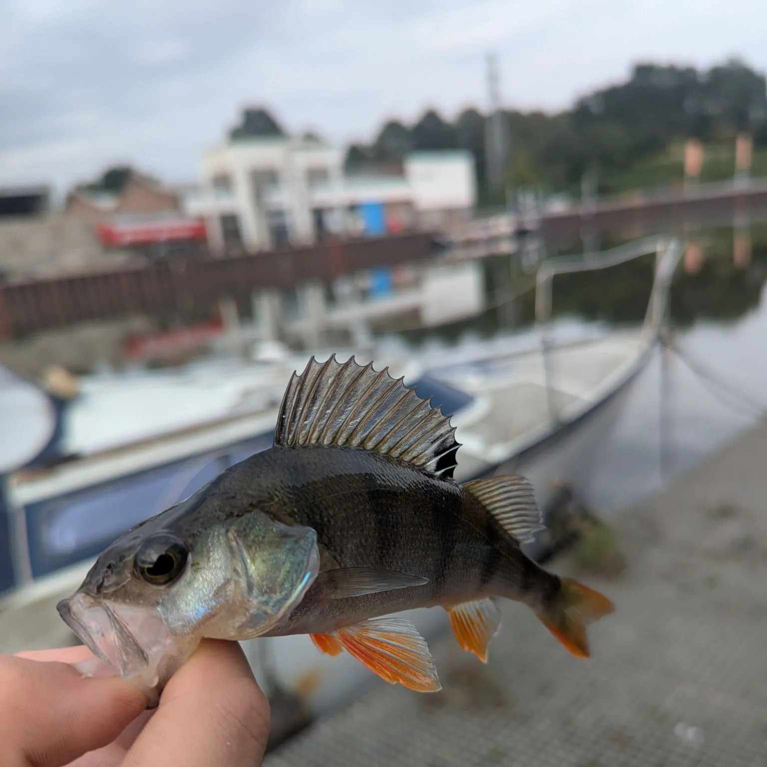 European perch caught on Fishbrain