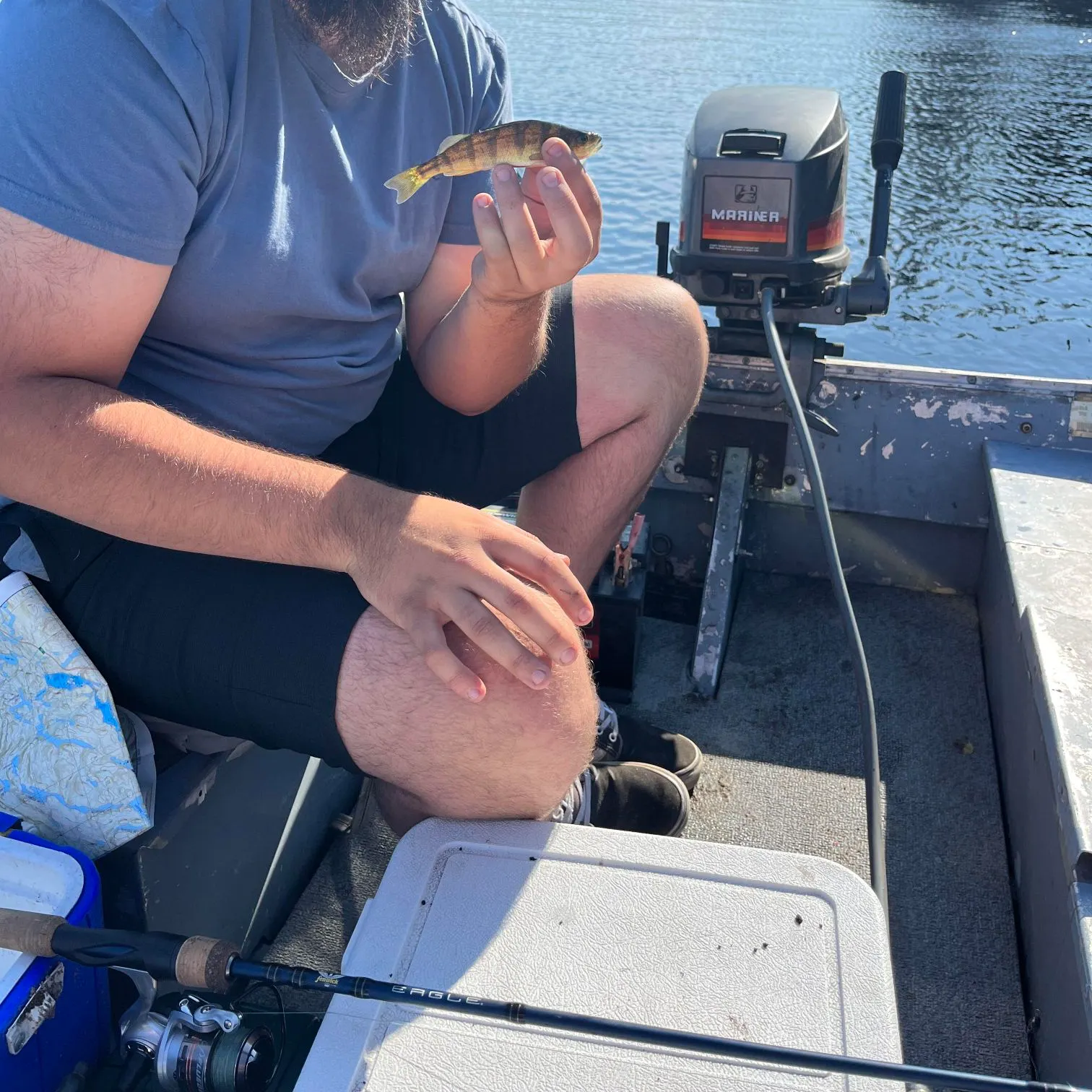 Yellow perch caught on Fishbrain