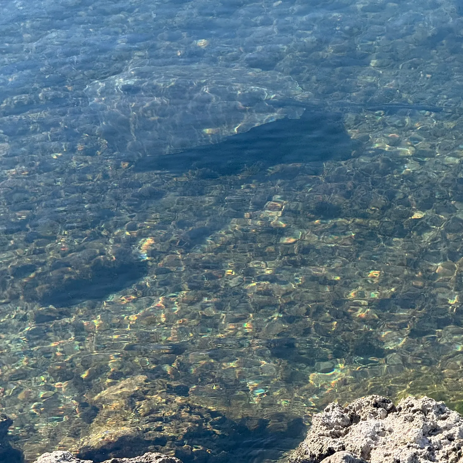 The most recent Common stingaree catches on Fishbrain