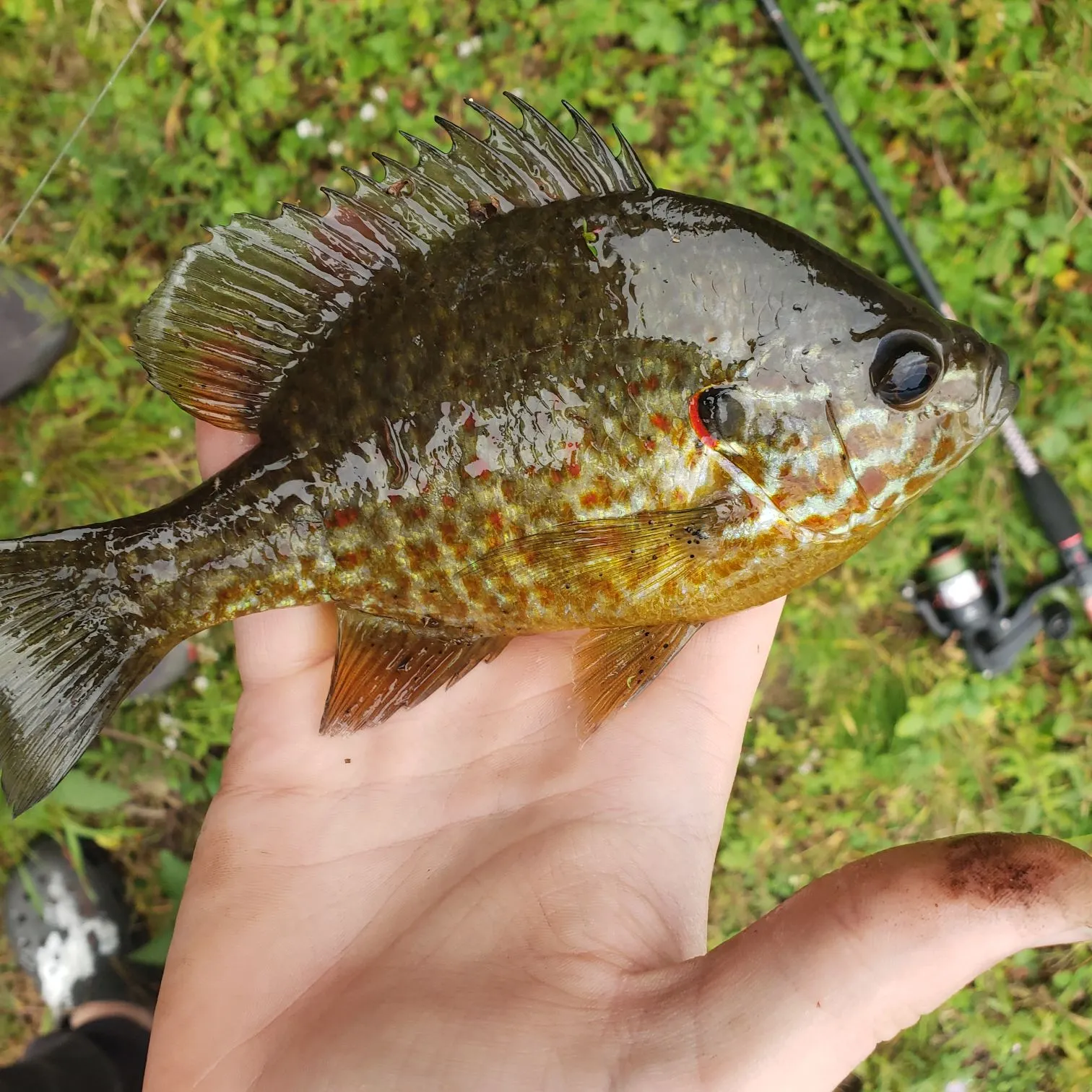 Pumpkinseed caught on Fishbrain