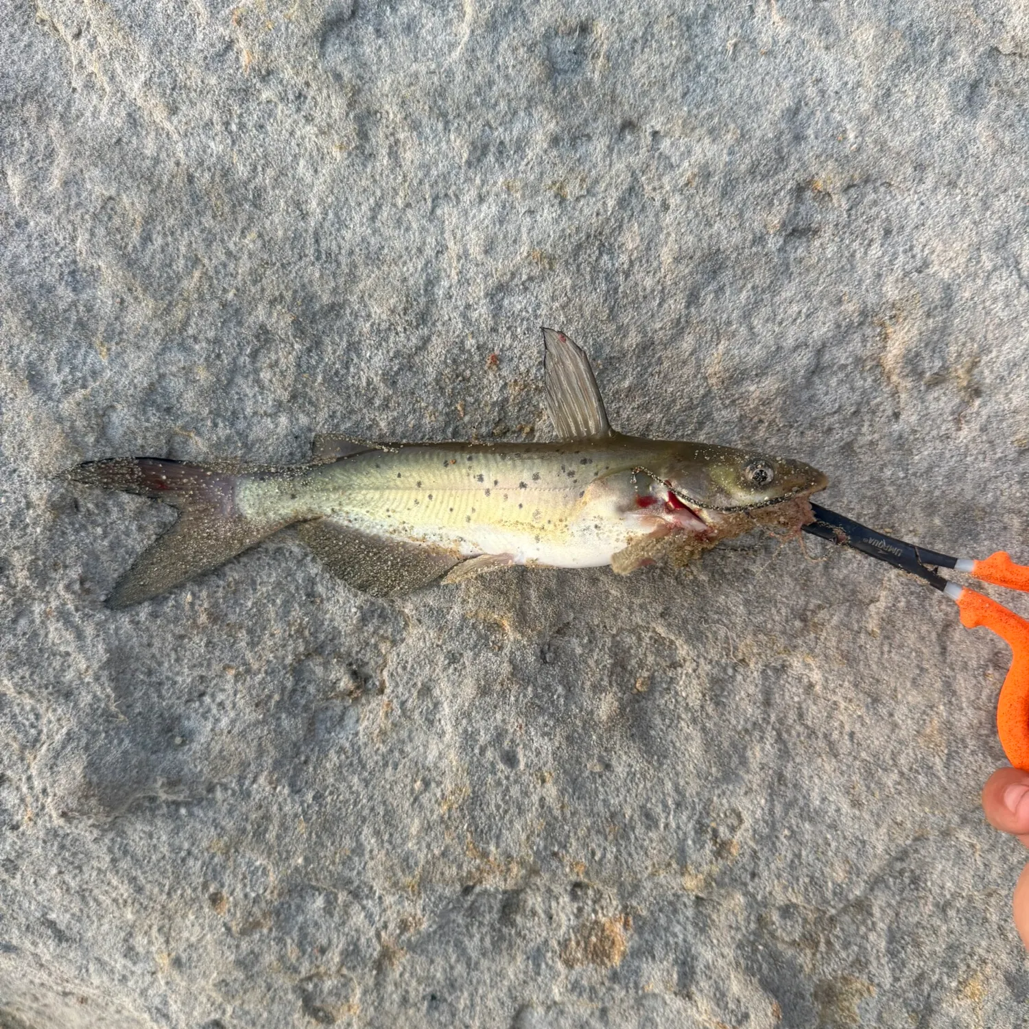 Channel catfish caught on Fishbrain