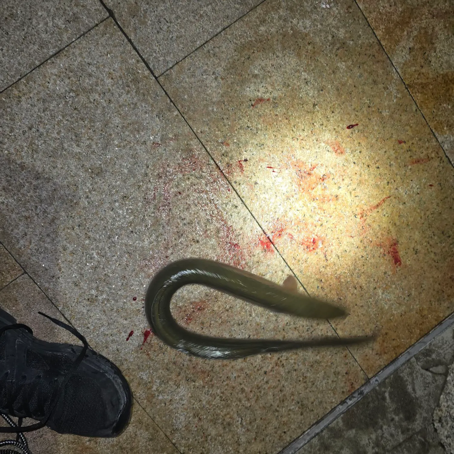 The most recent European eel catches on Fishbrain