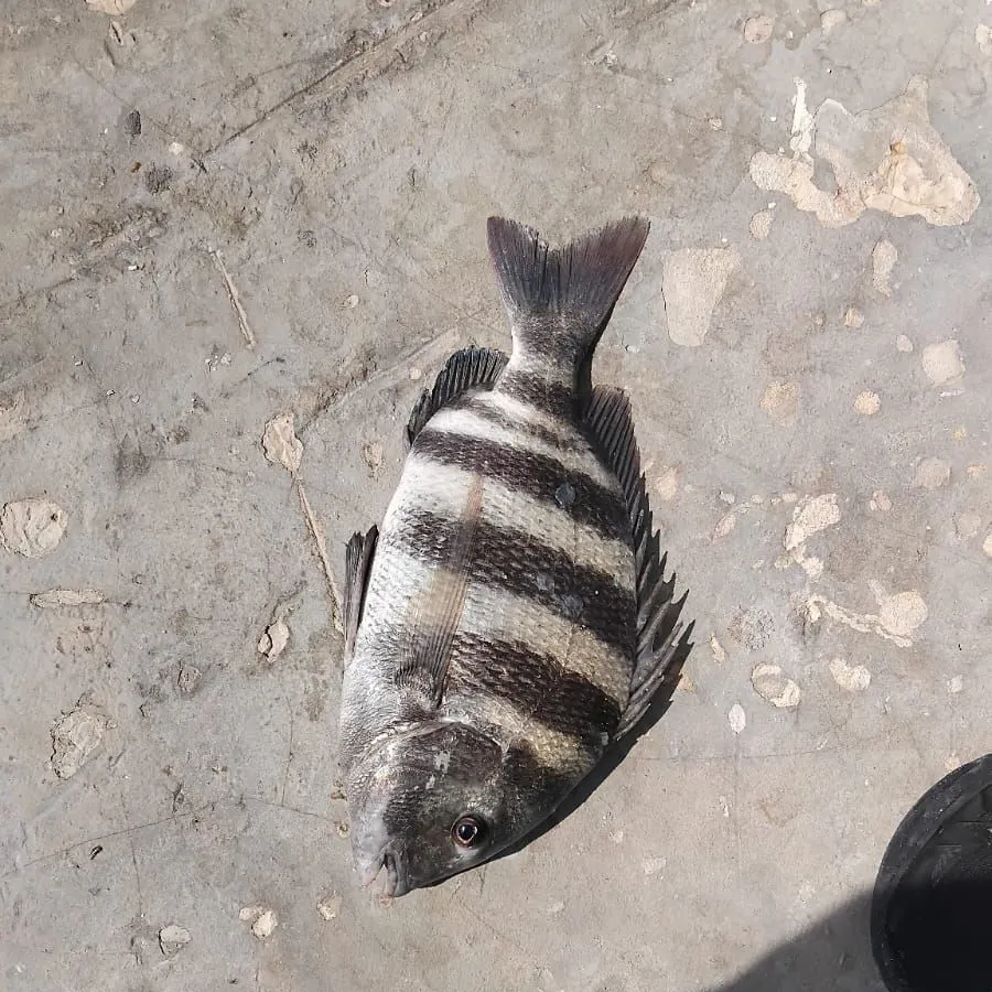 Sheepshead caught on Fishbrain