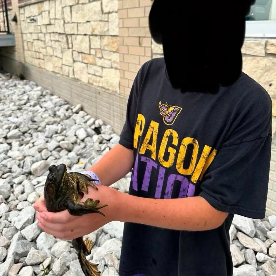 American bullfrog caught on Fishbrain