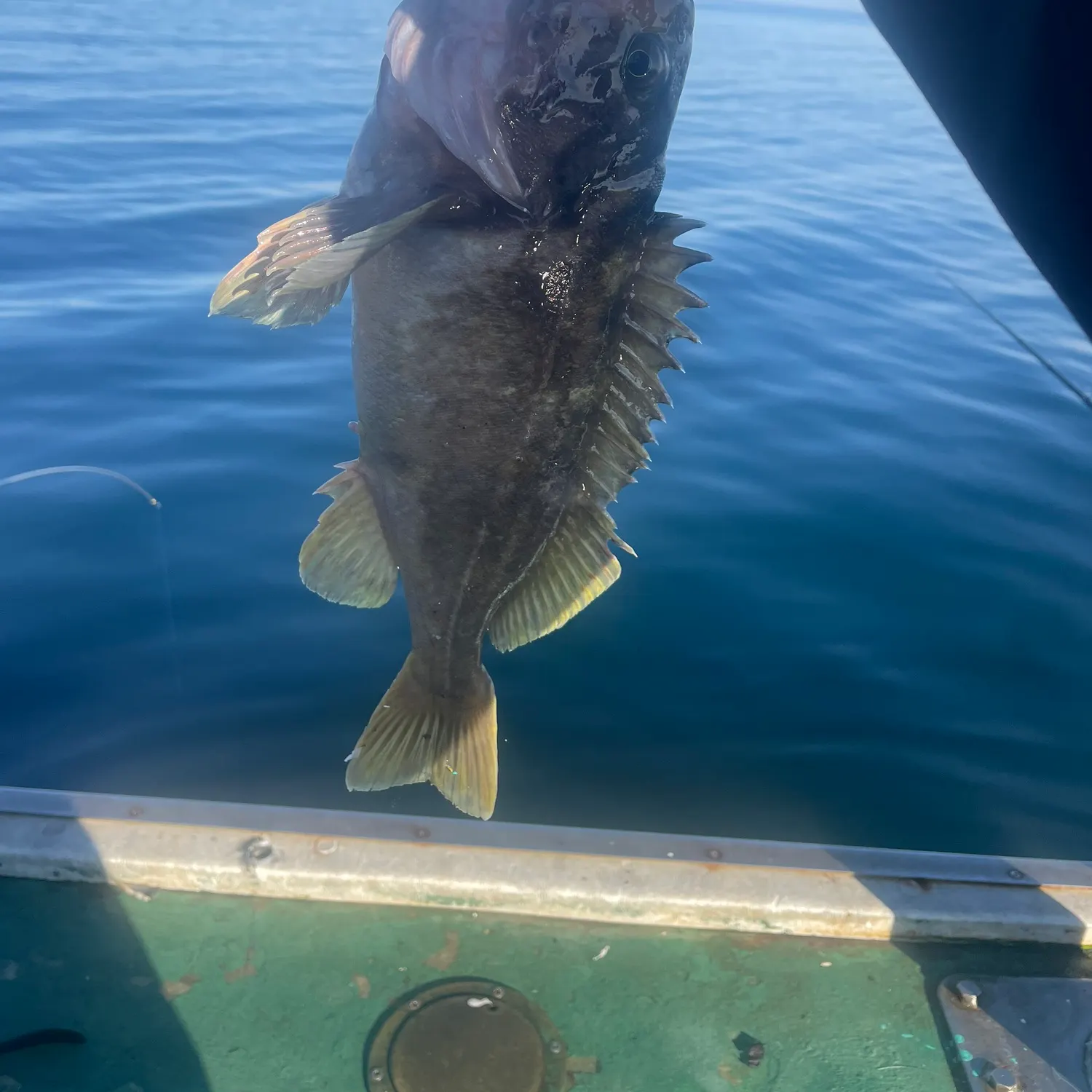 Gray rockfish caught on Fishbrain
