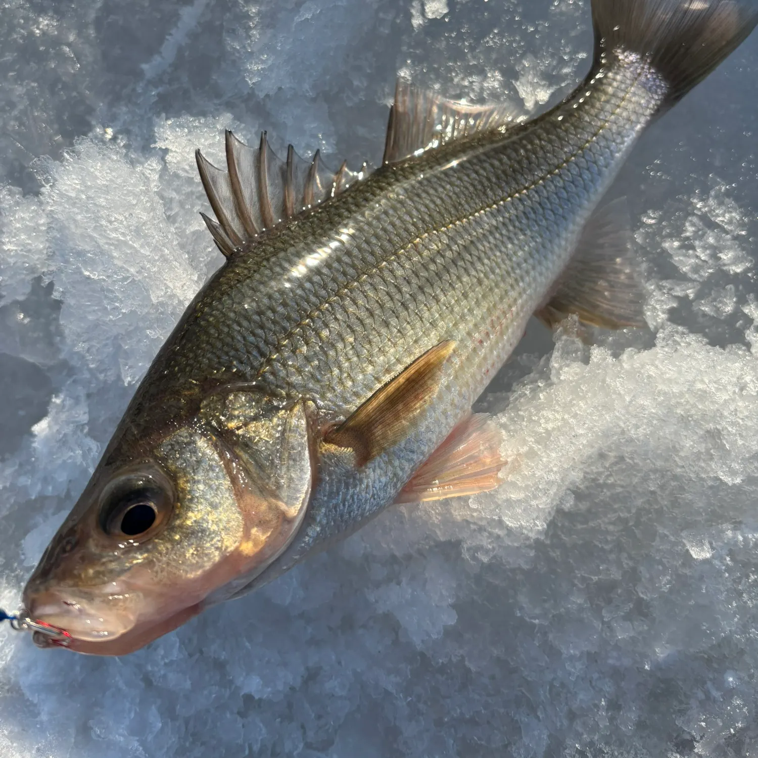 The most recent White perch catches on Fishbrain
