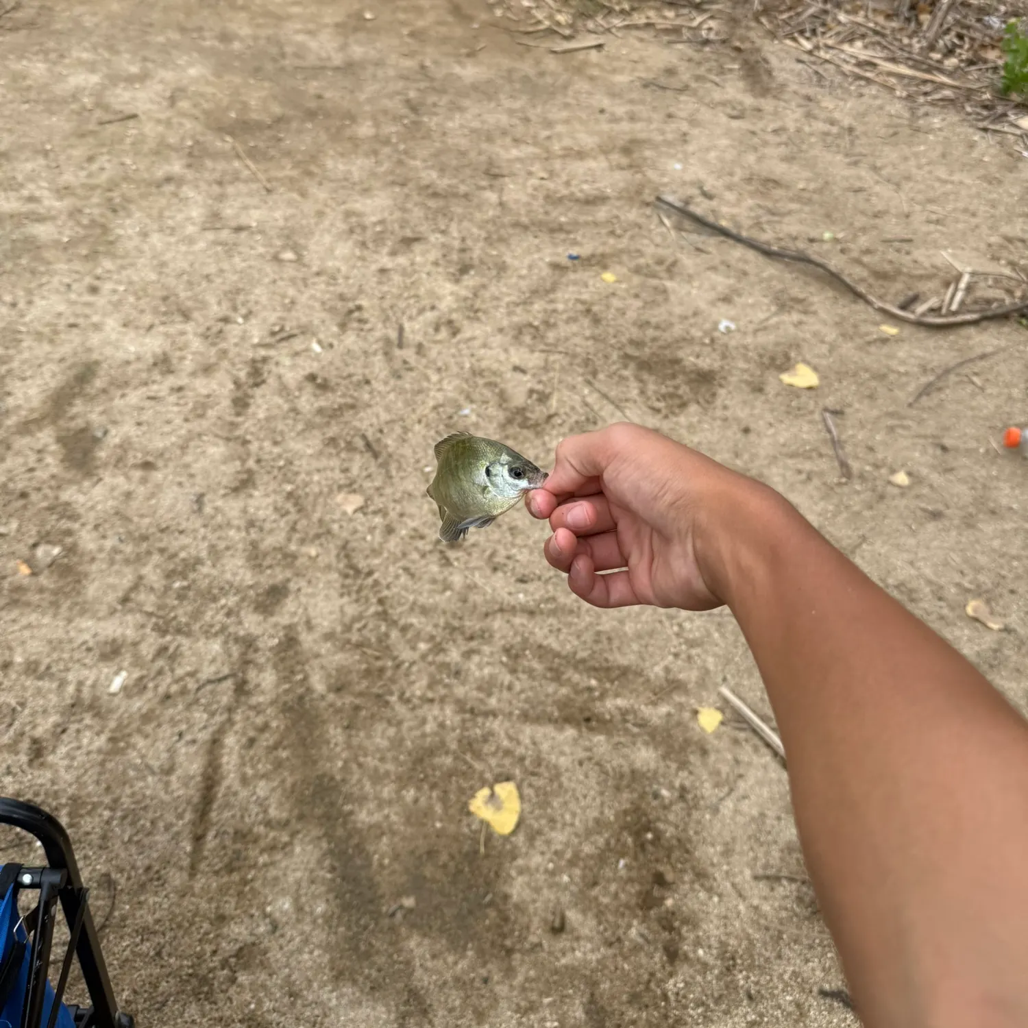 Bluegill caught on Fishbrain