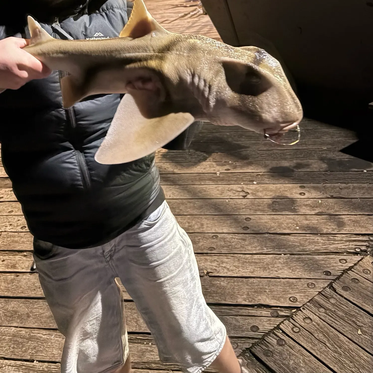 The most recent Port Jackson shark catches on Fishbrain