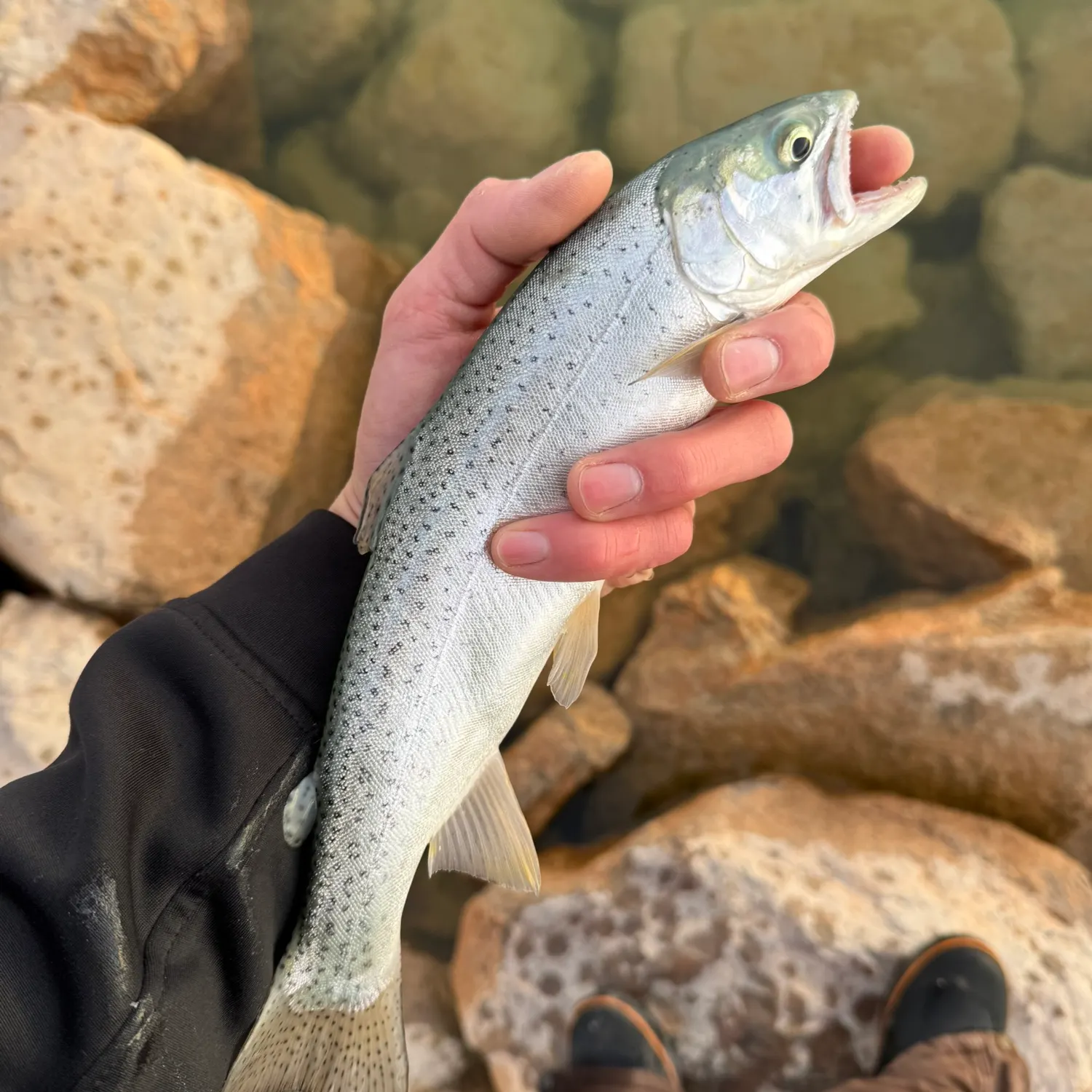 The most recent Bear Lake cutthroat trout catches on Fishbrain