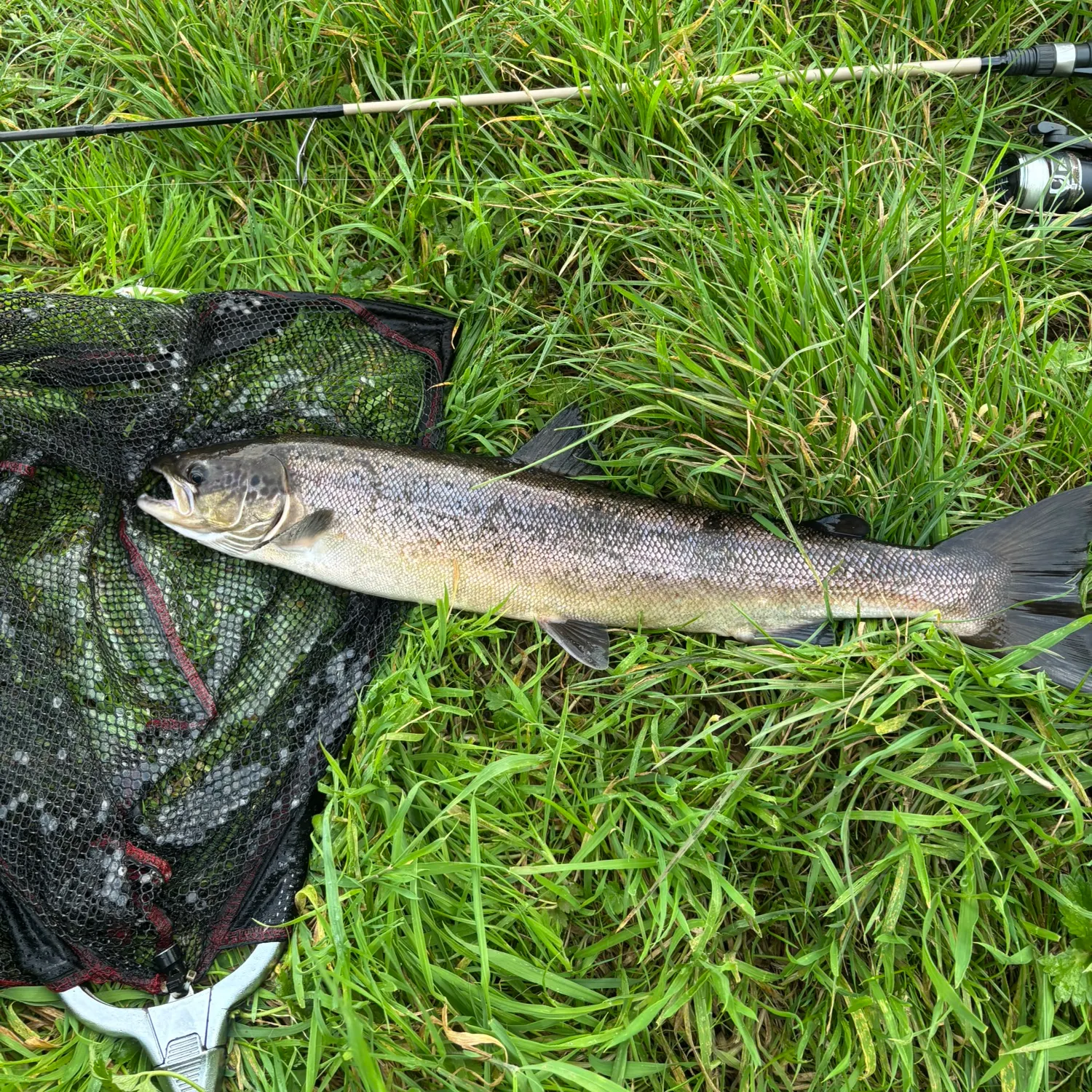 The most recent Atlantic salmon catches on Fishbrain