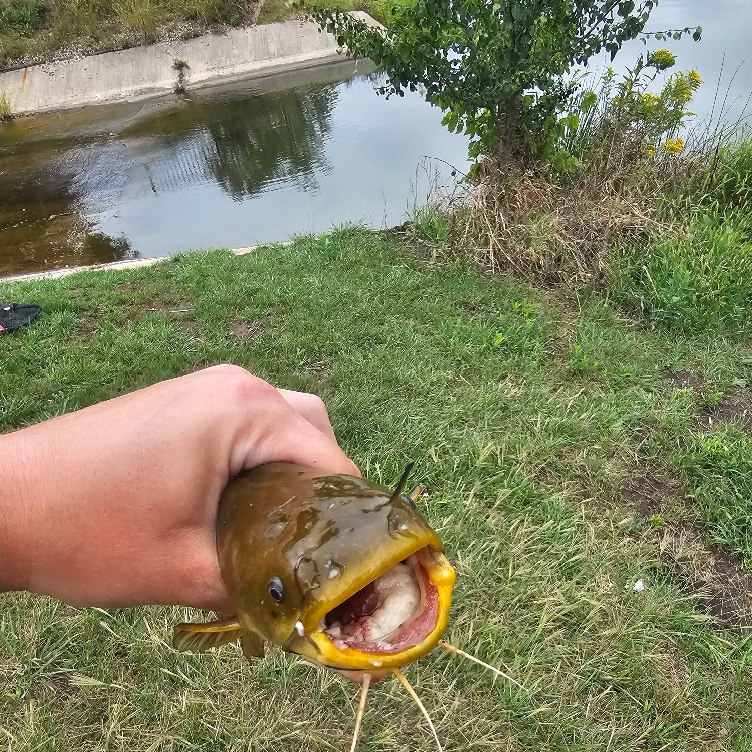 Channel catfish caught on Fishbrain
