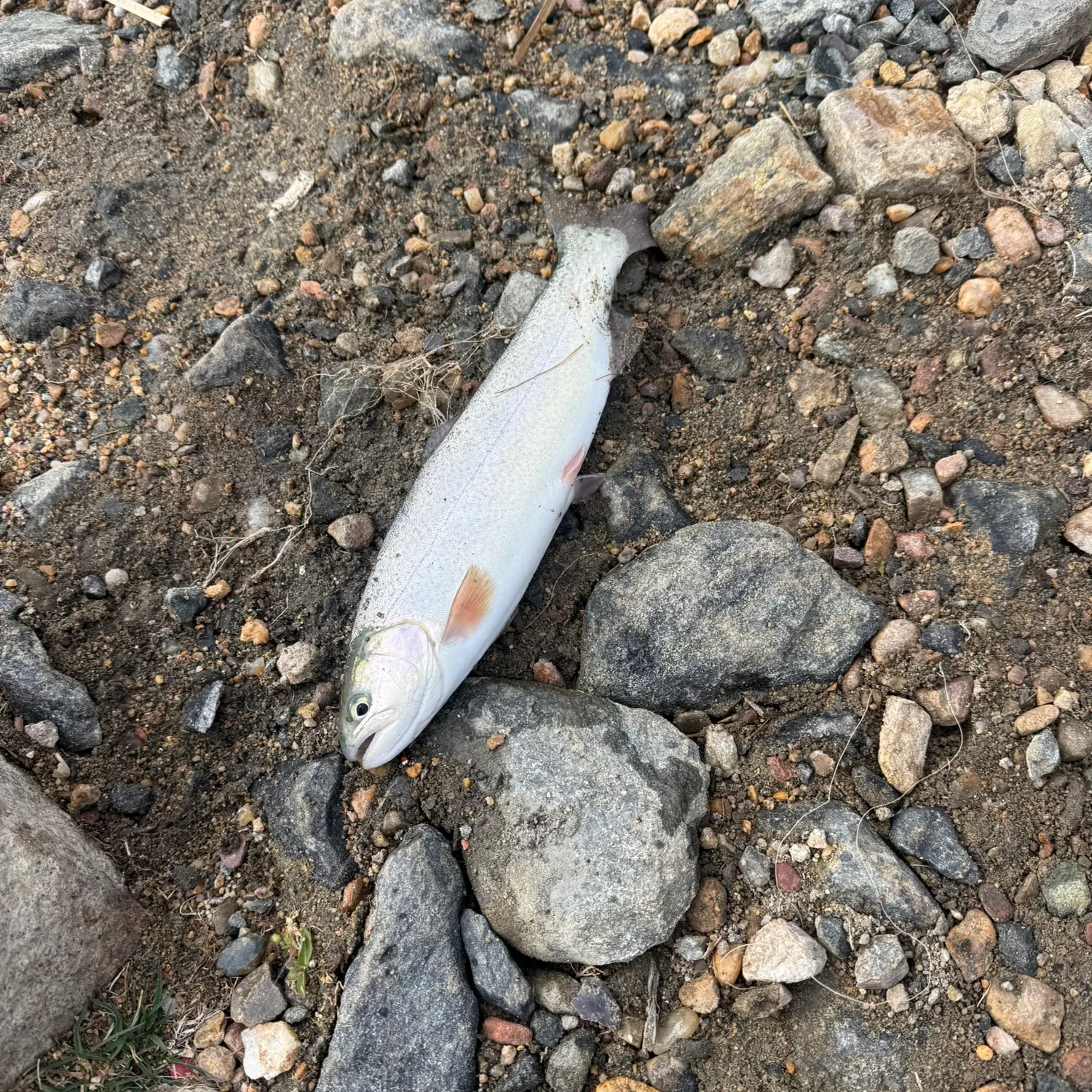 The most recent Mountain whitefish catches on Fishbrain