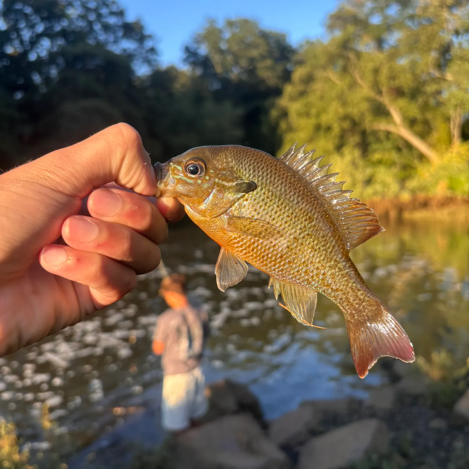 Redbreast sunfish caught on Fishbrain