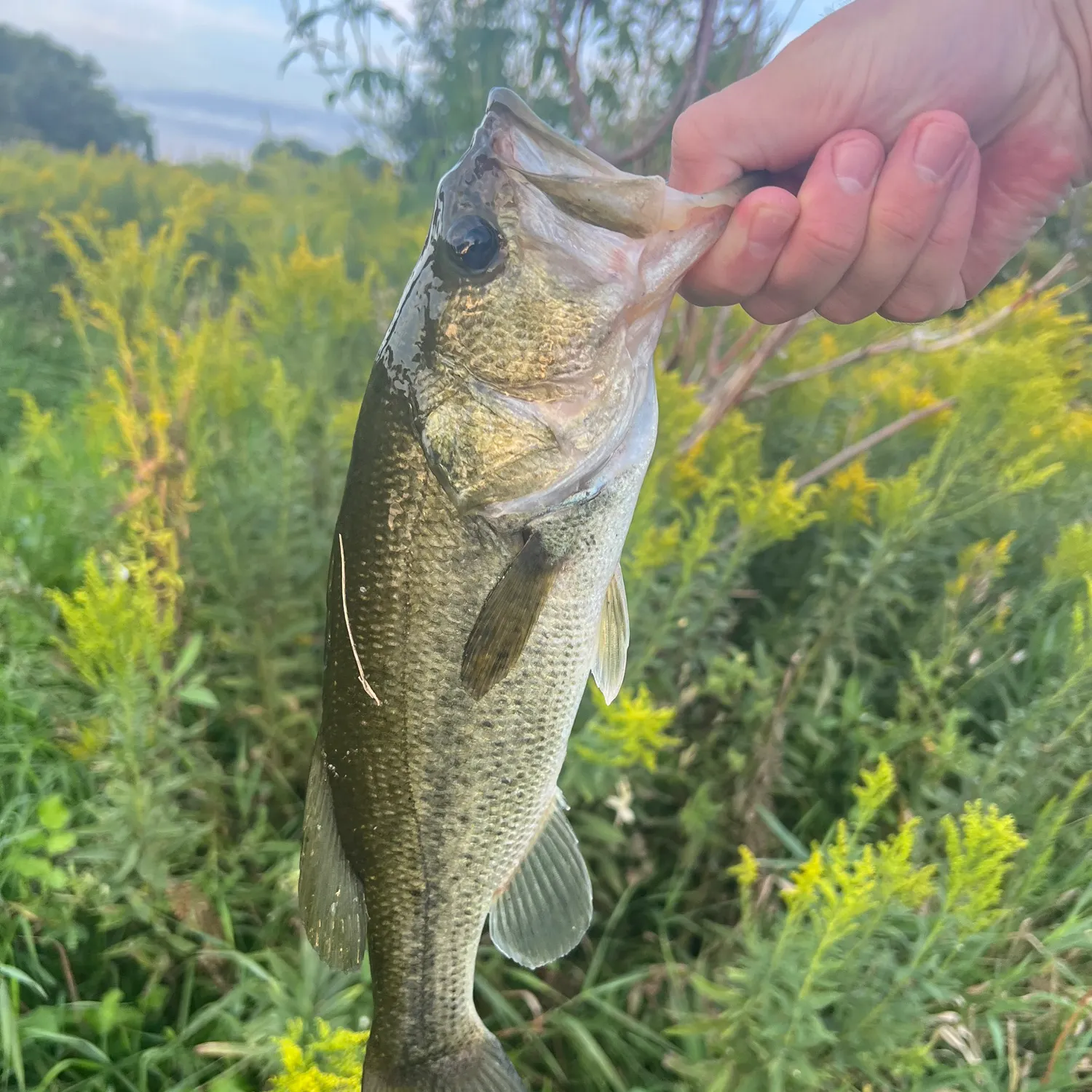 Largemouth bass caught on Fishbrain