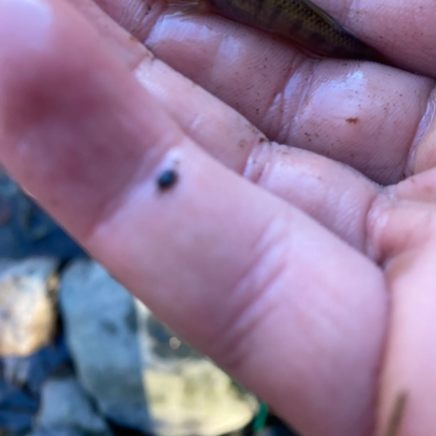 Mummichog caught on Fishbrain