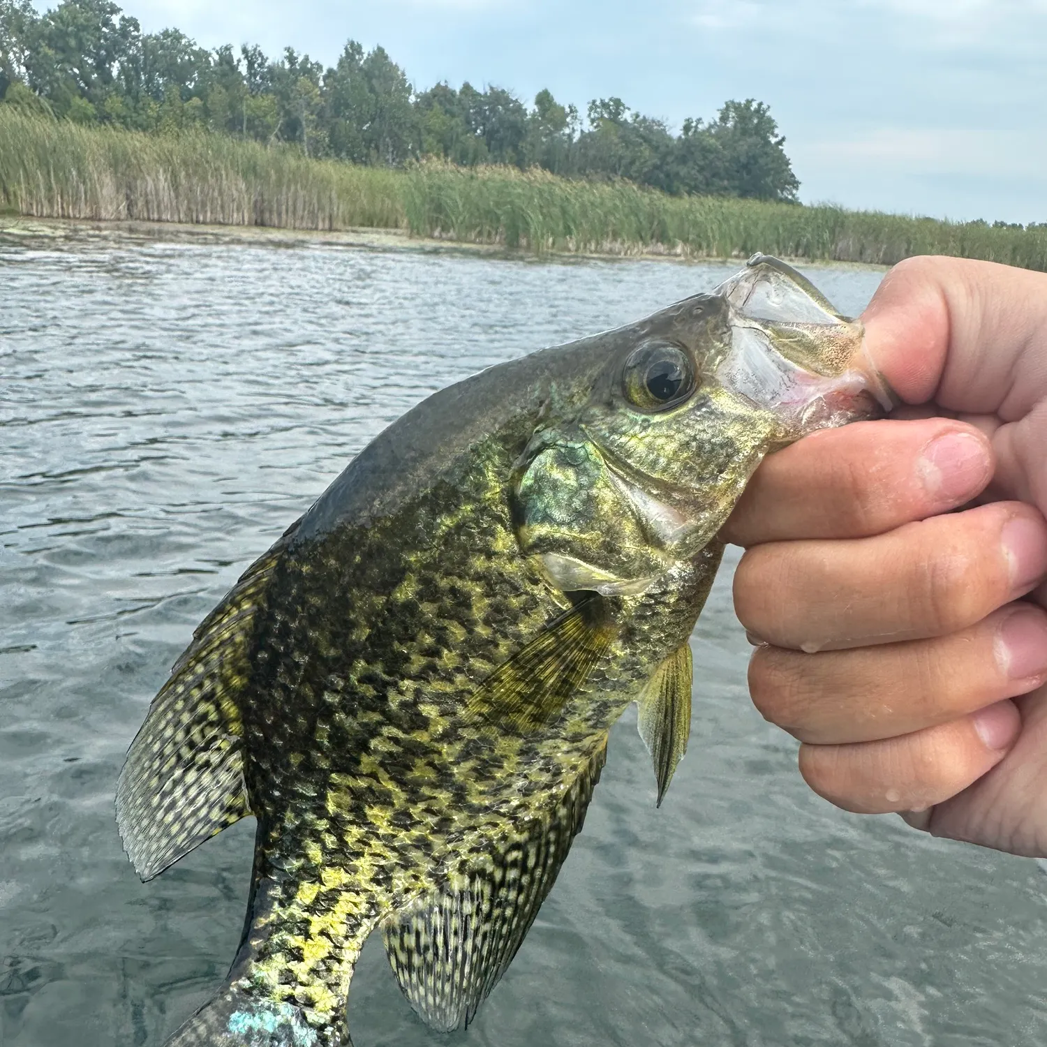 Black crappie caught on Fishbrain