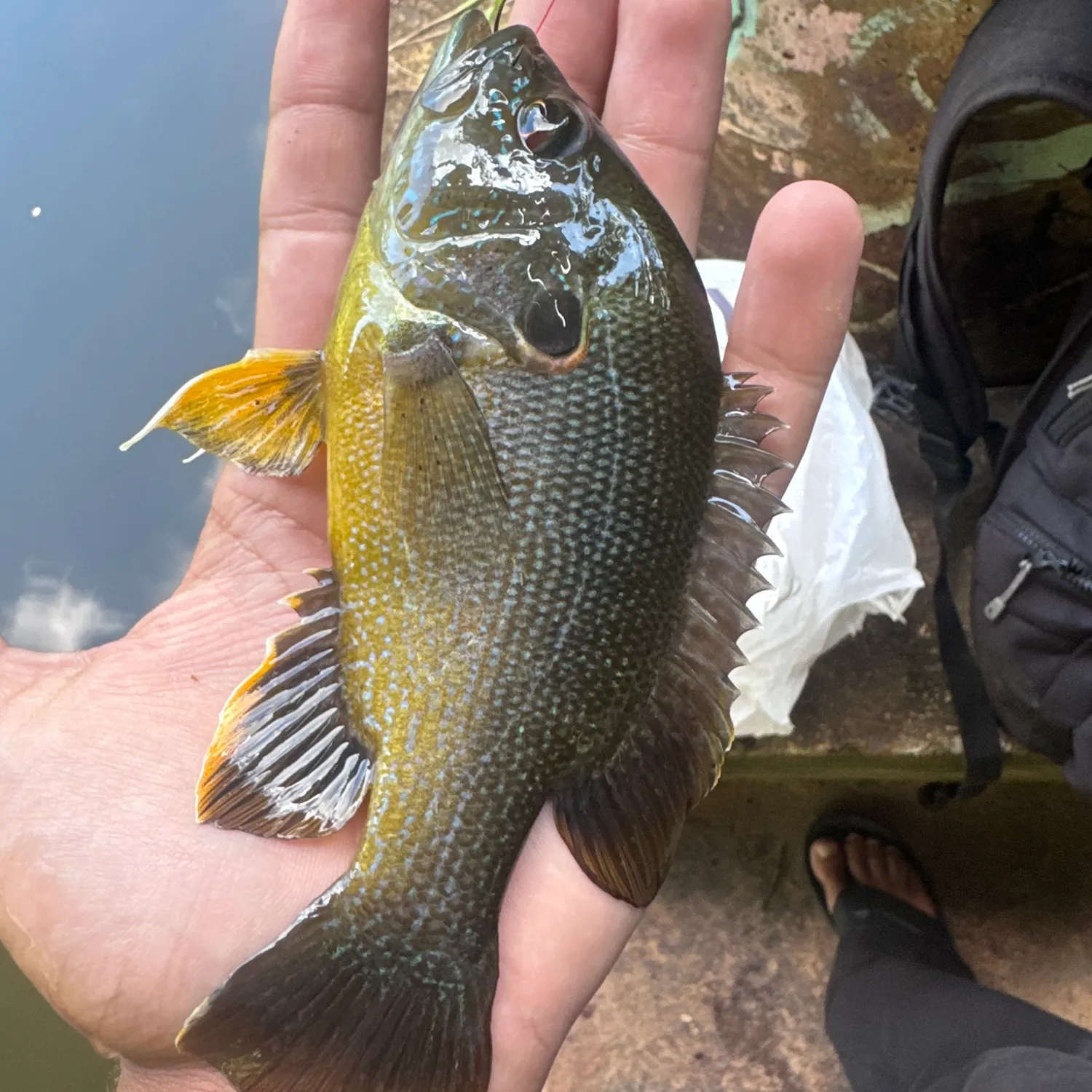 Greengill hybrid caught on Fishbrain