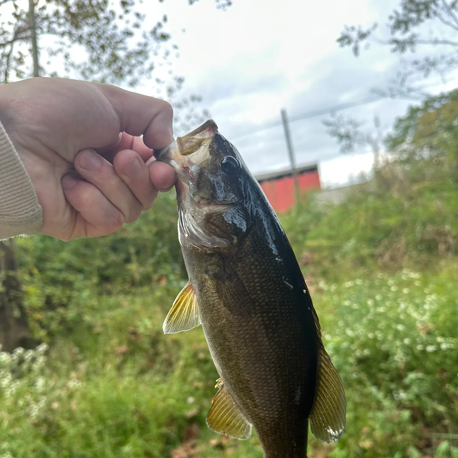 Smallmouth bass caught on Fishbrain