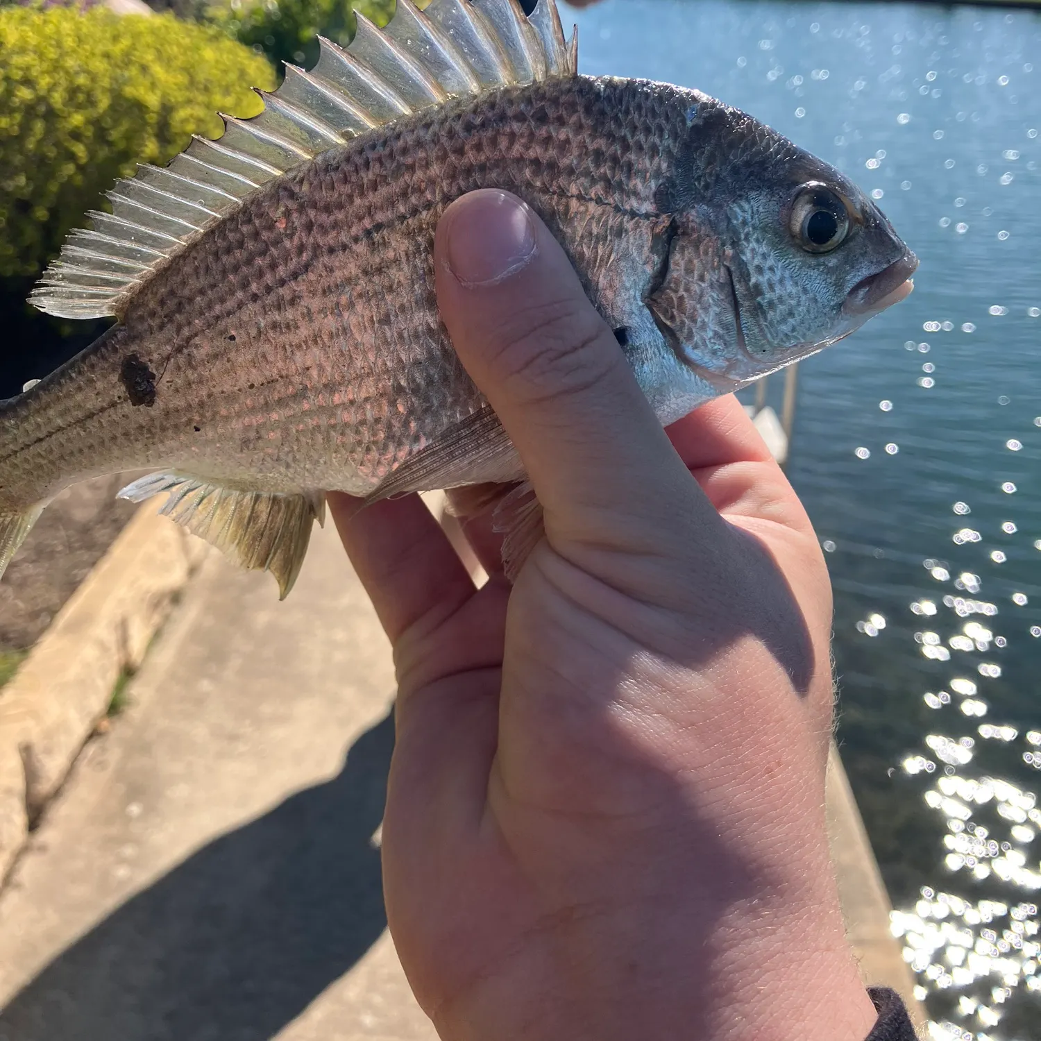 Southern black bream caught on Fishbrain