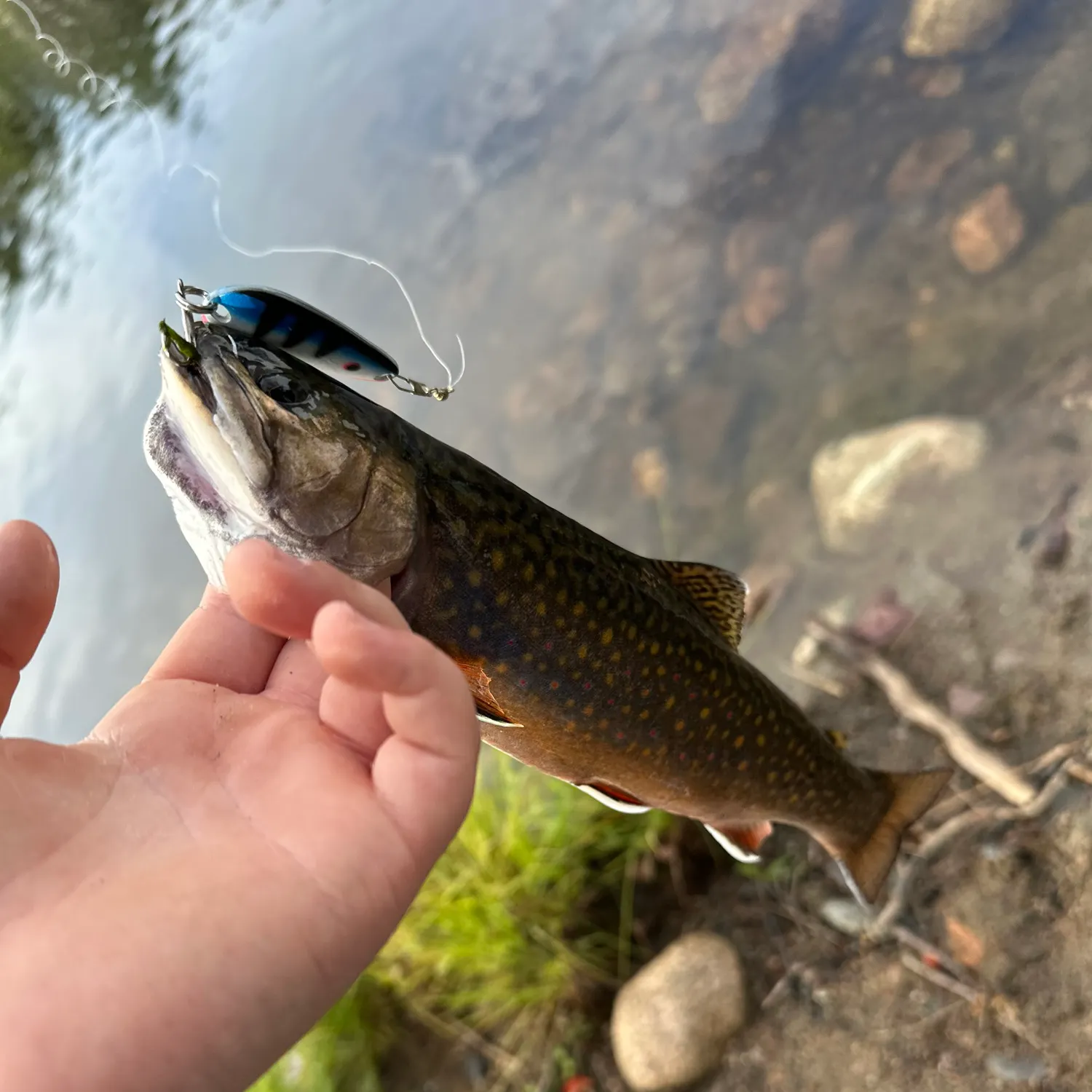 Lake char caught on Fishbrain