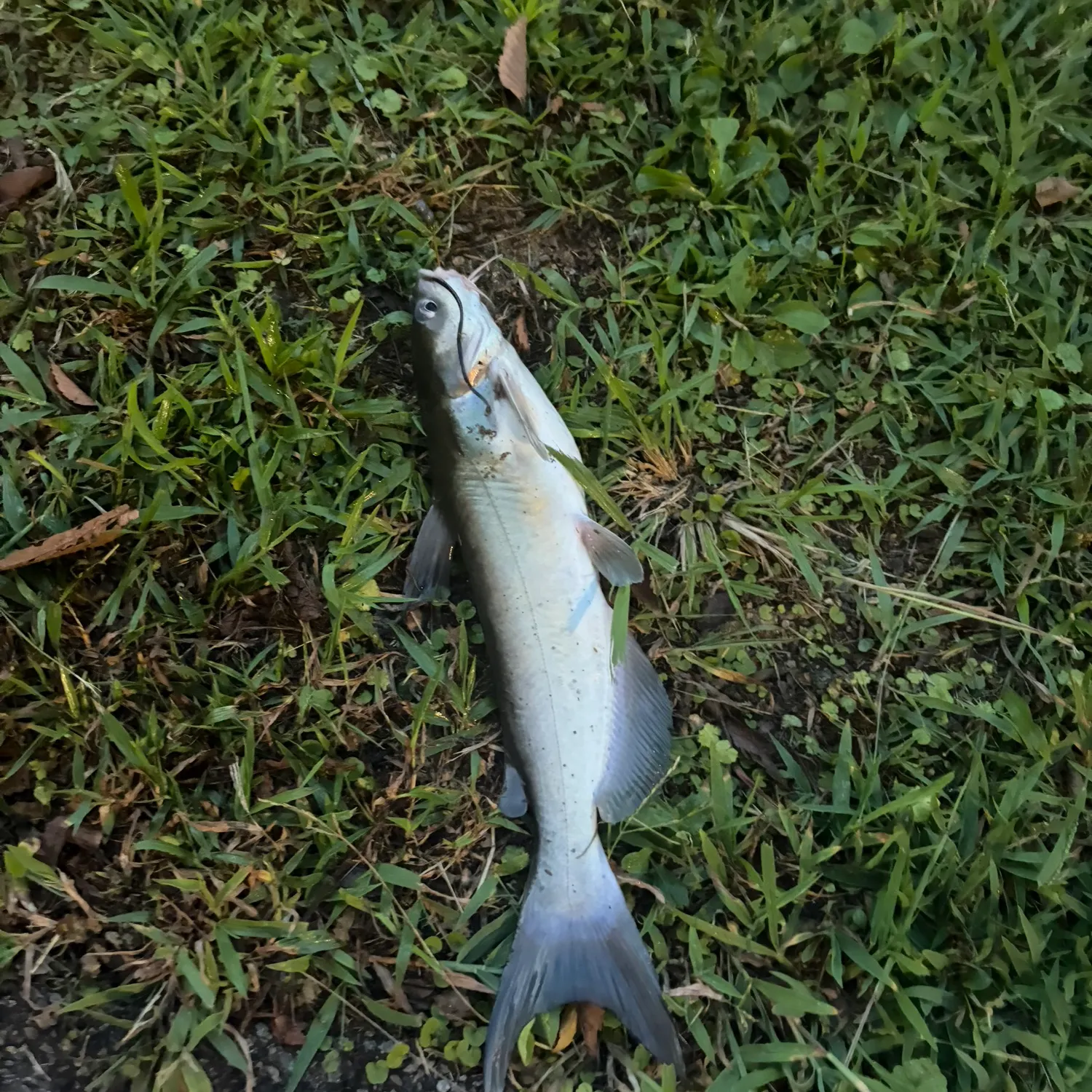 Blue catfish caught on Fishbrain