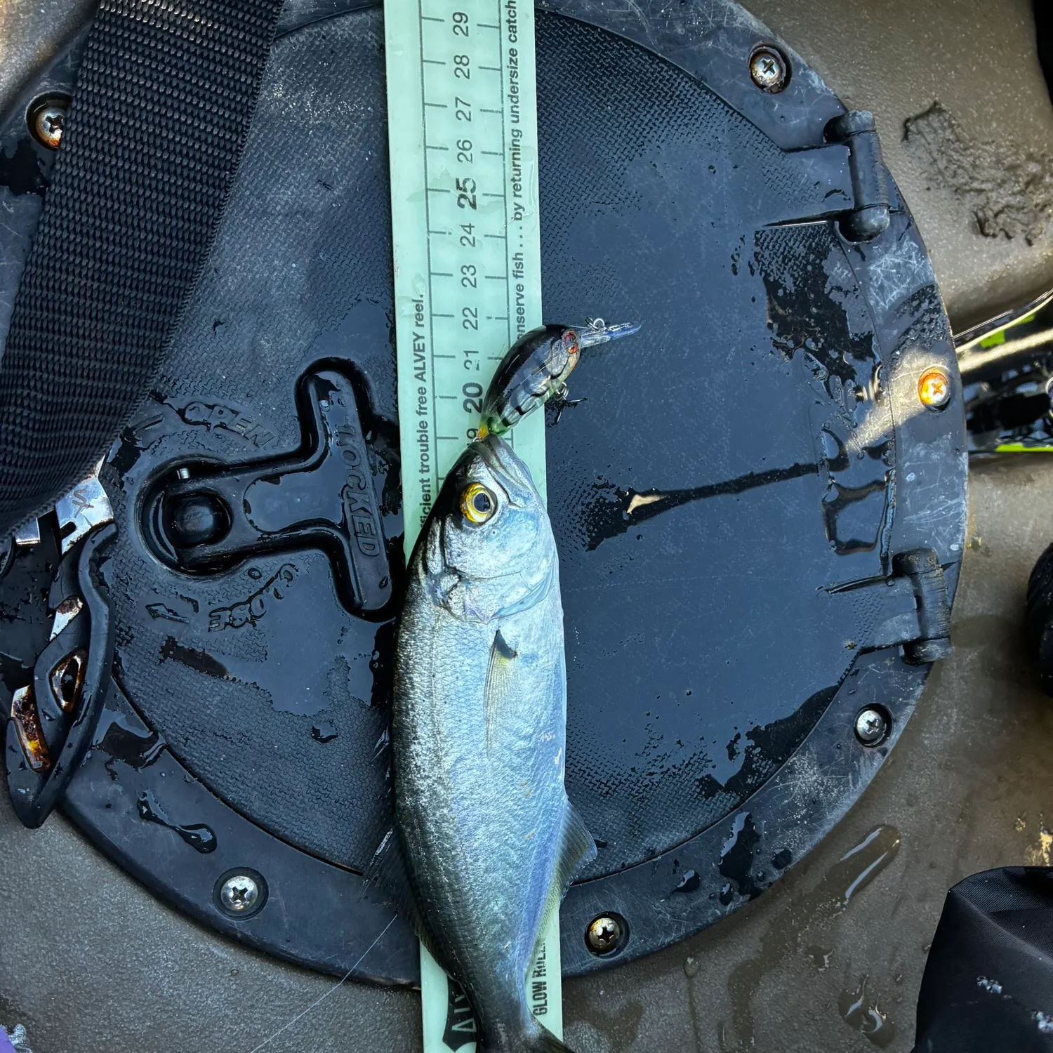 Bluefish caught on Fishbrain