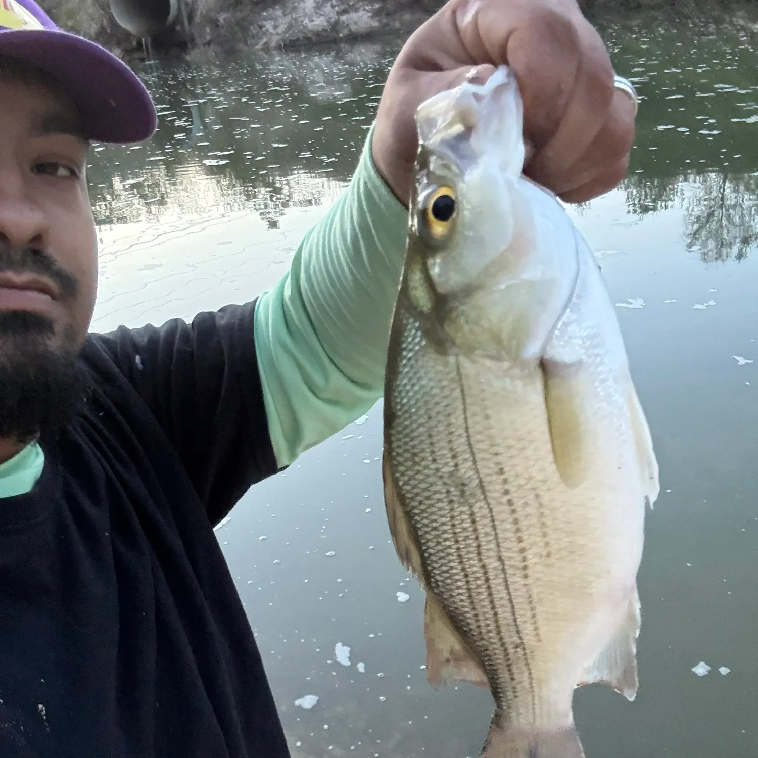 The most recent White bass catches on Fishbrain