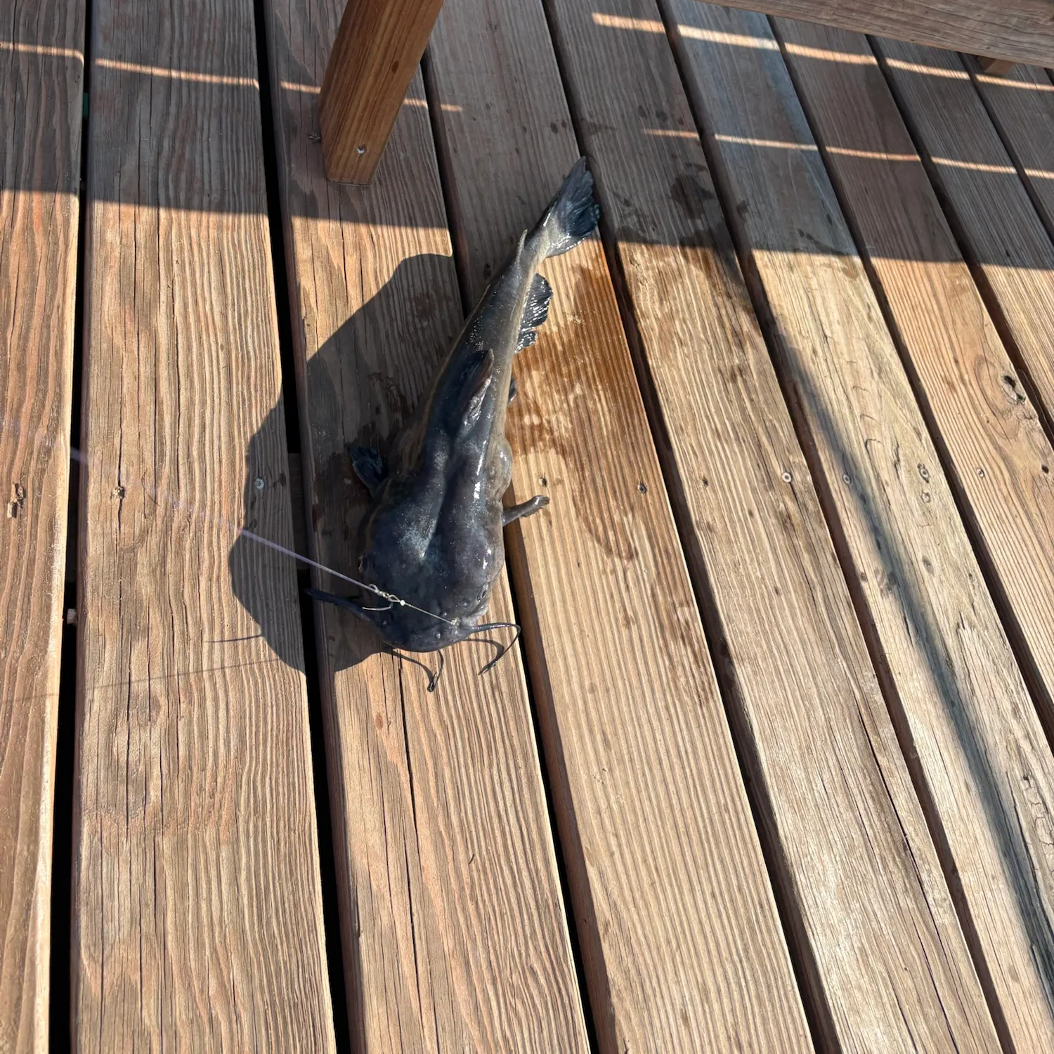Channel catfish caught on Fishbrain