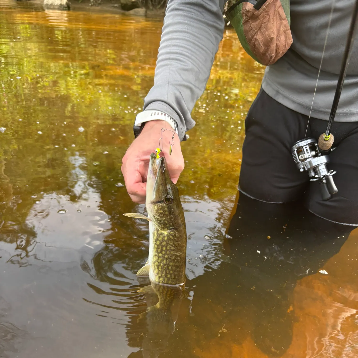 The most recent Chain pickerel catches on Fishbrain