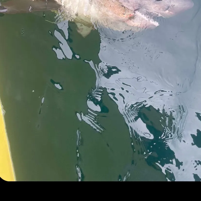 The most recent Salmon shark catches on Fishbrain