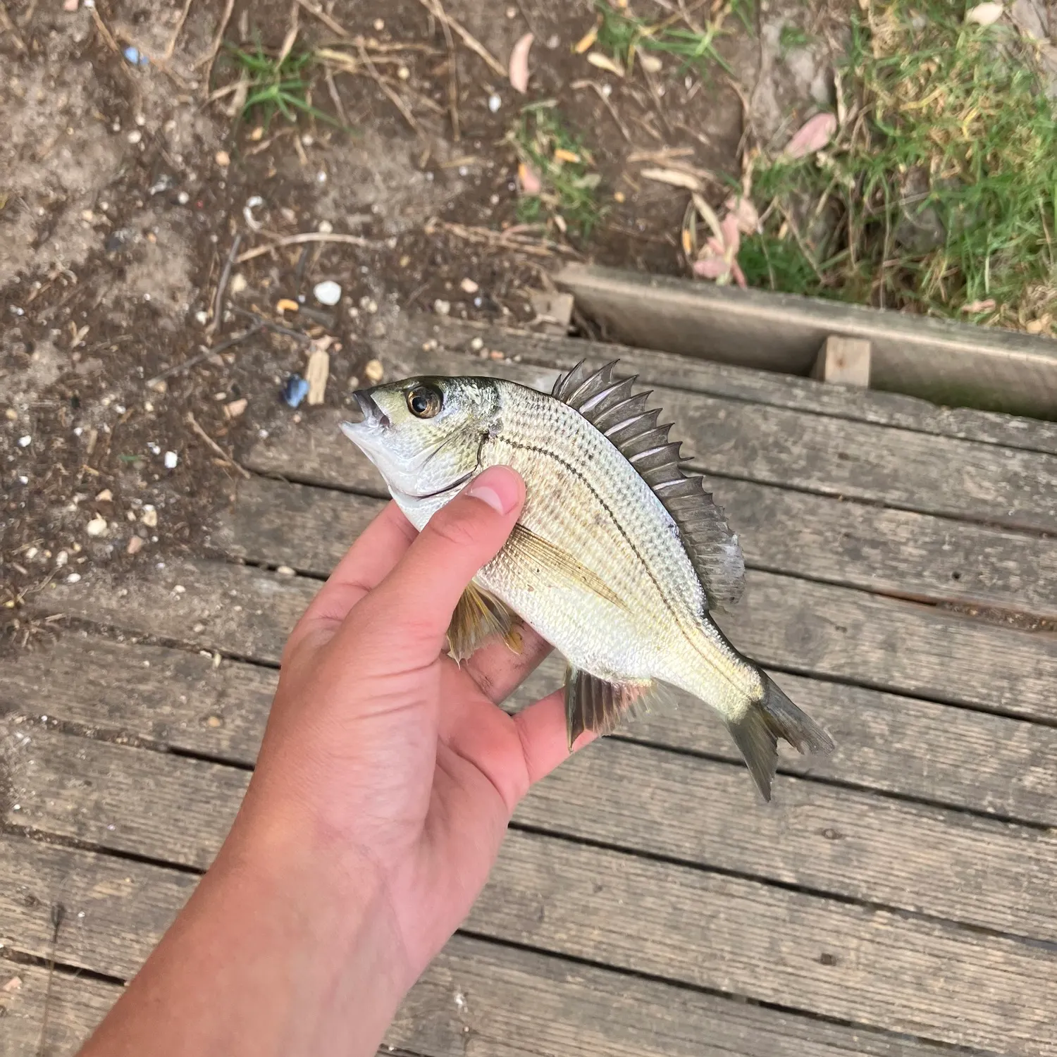 The most recent Southern black bream catches on Fishbrain