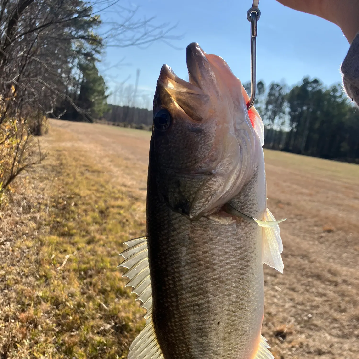 The most recent Largemouth bass catches on Fishbrain