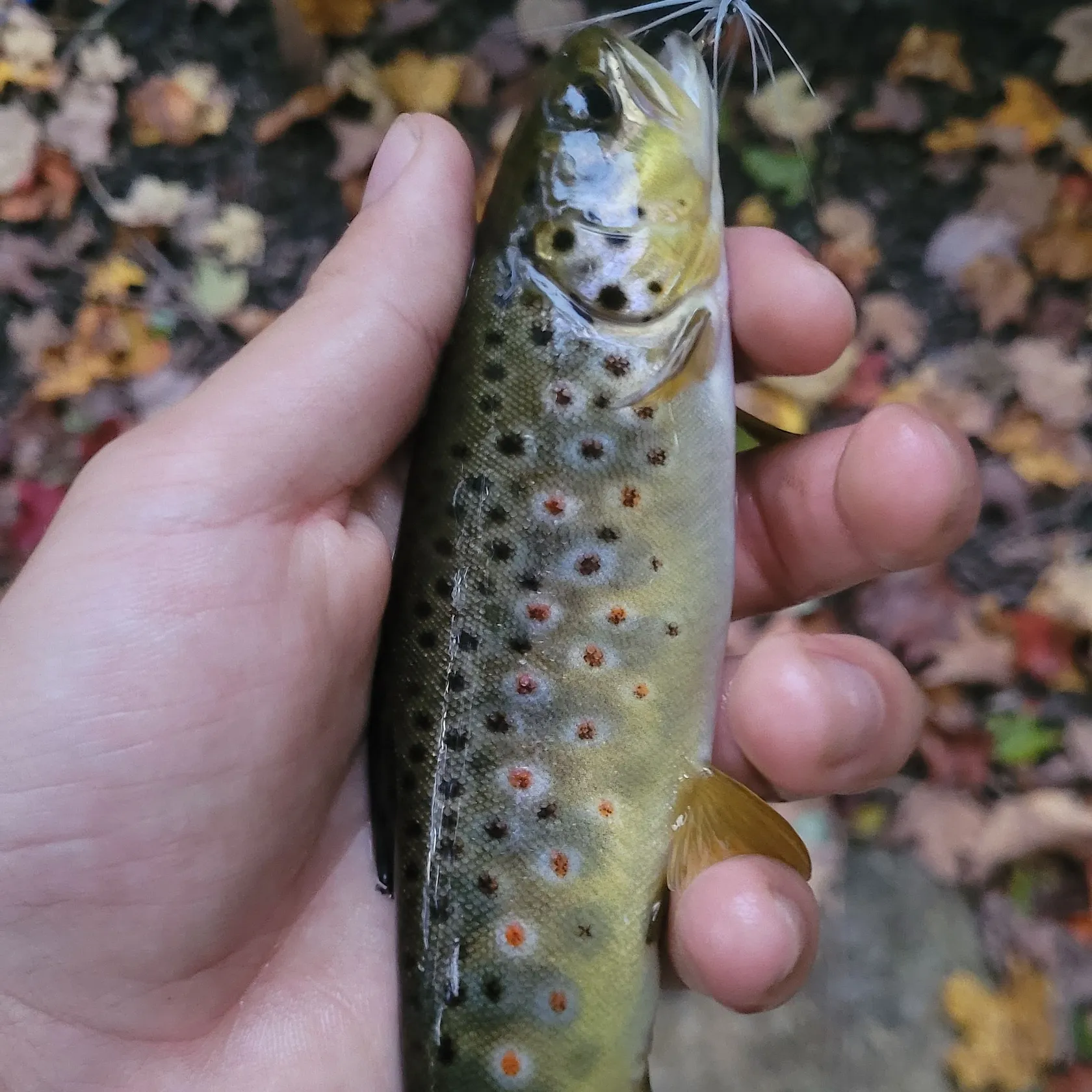 Brown trout caught on Fishbrain
