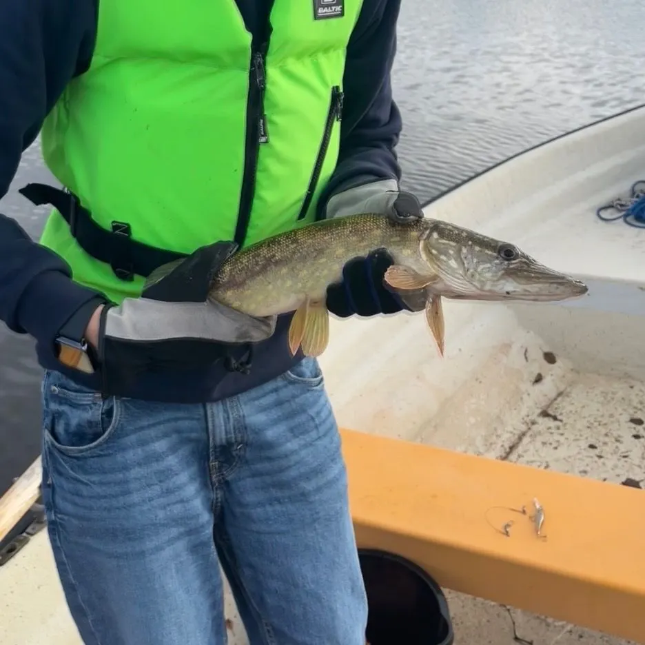 Northern pike caught on Fishbrain