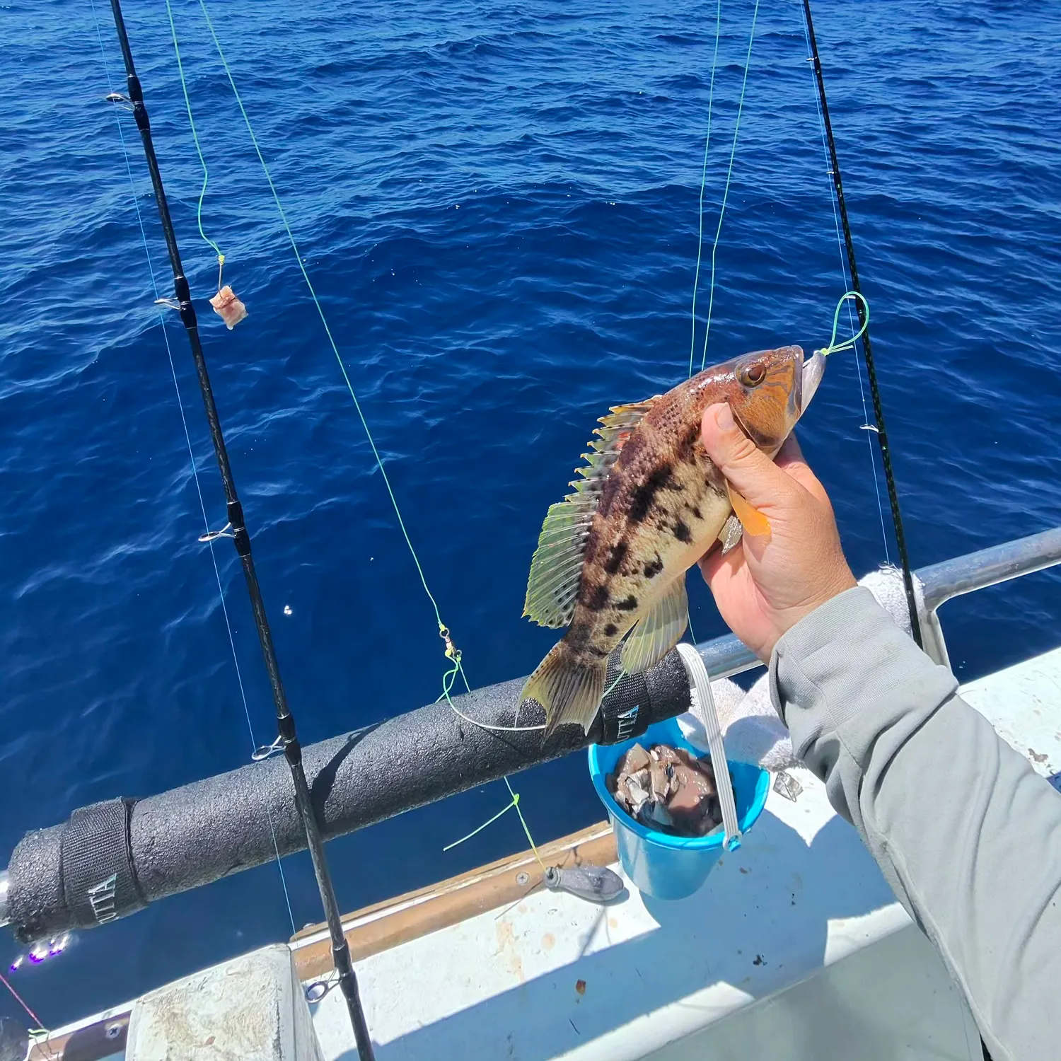 The most recent Bank sea bass catches on Fishbrain