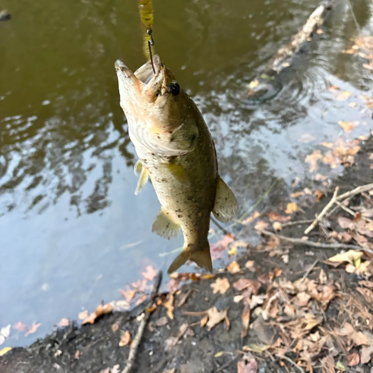 Fish caught on Fishbrain
