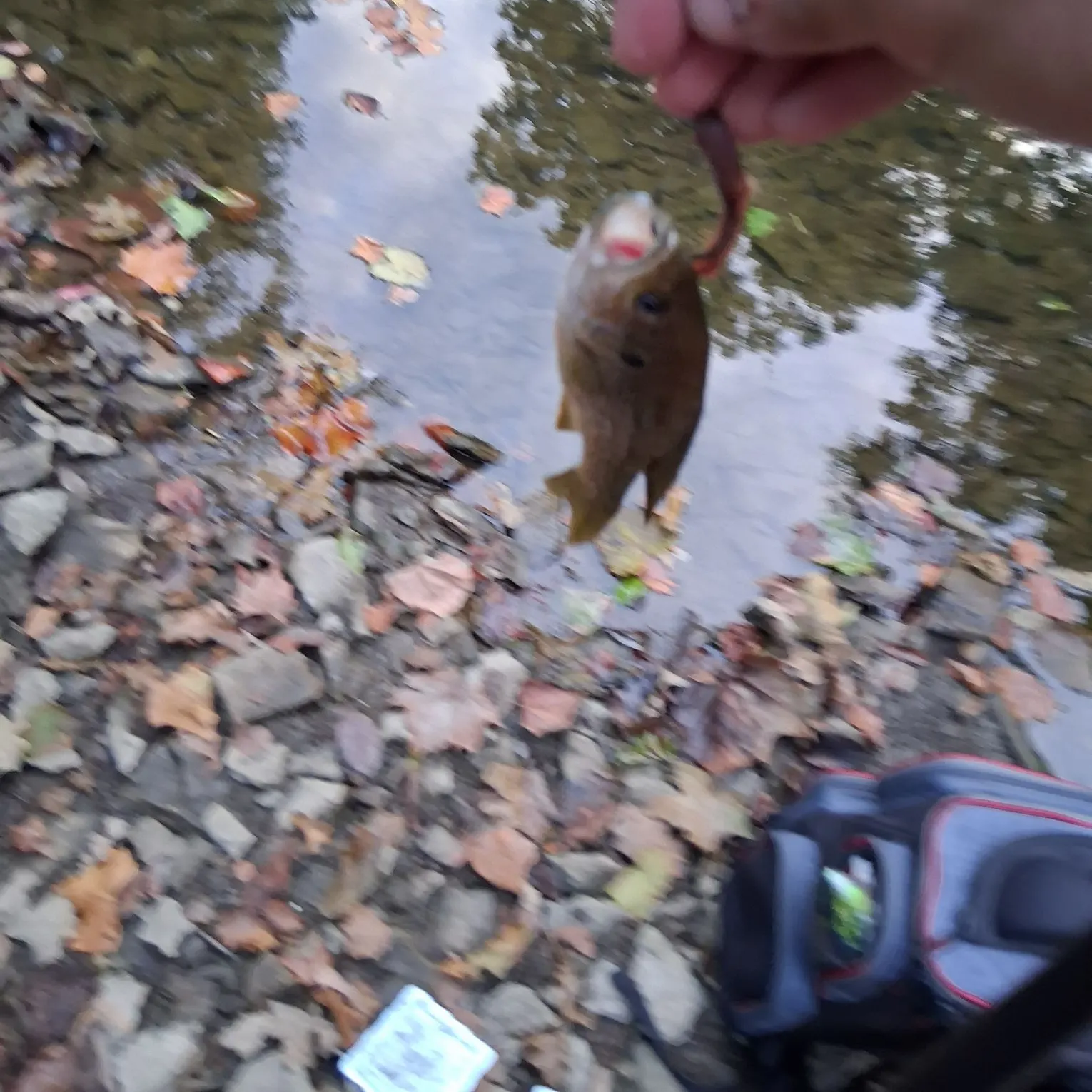 Green sunfish caught on Fishbrain