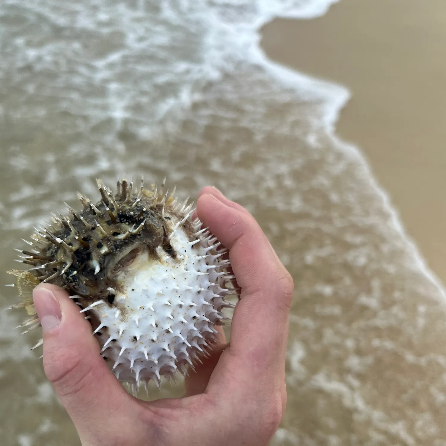 The most recent Spot-fin porcupinefish catches on Fishbrain