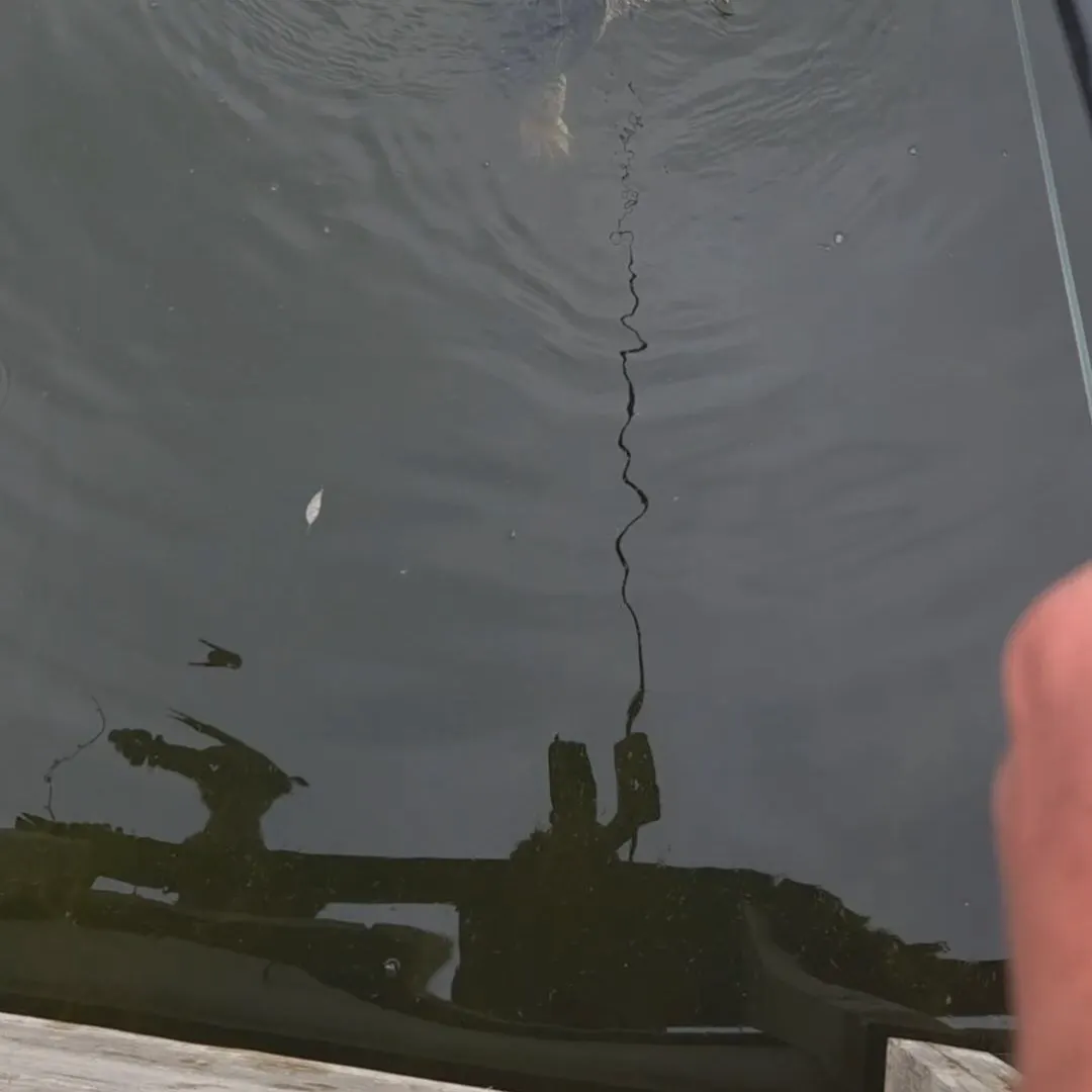 Common snapping turtle caught on Fishbrain