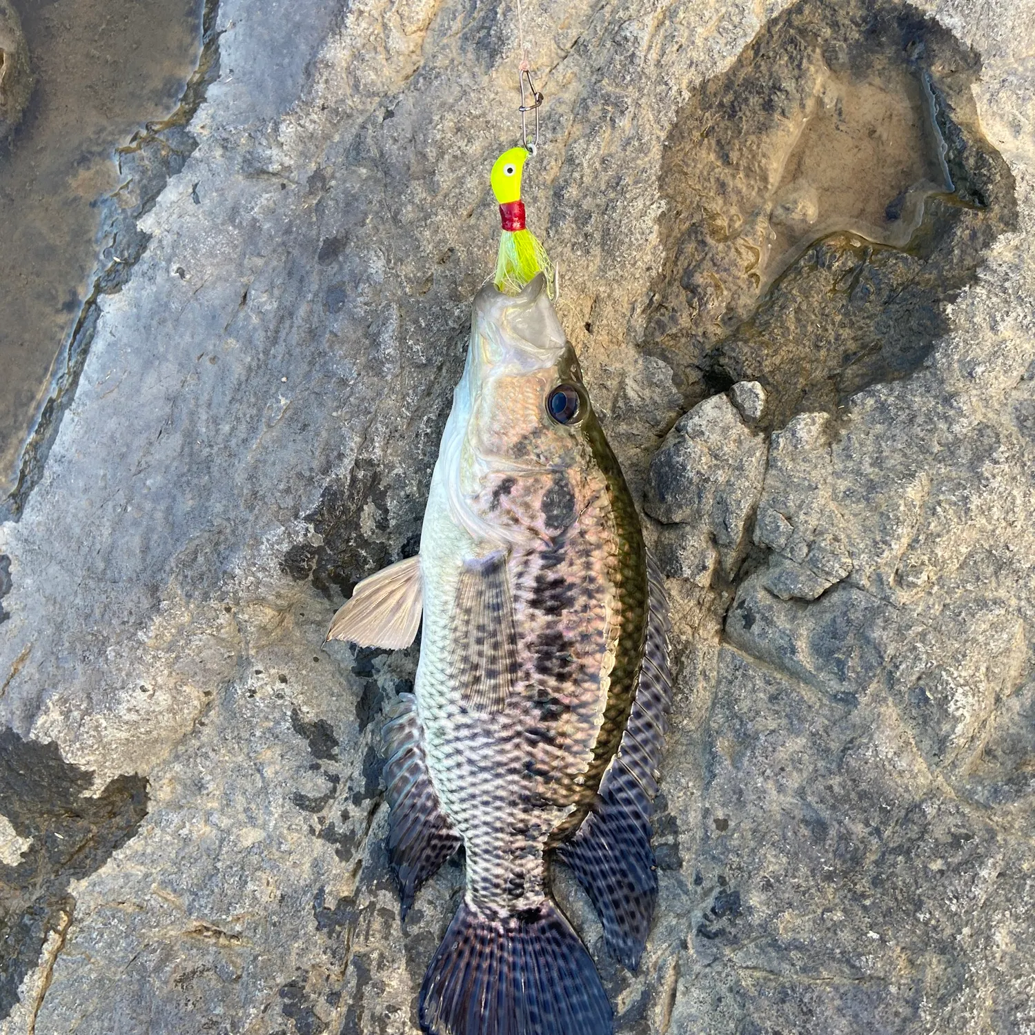 The most recent Wolf cichlid catches on Fishbrain