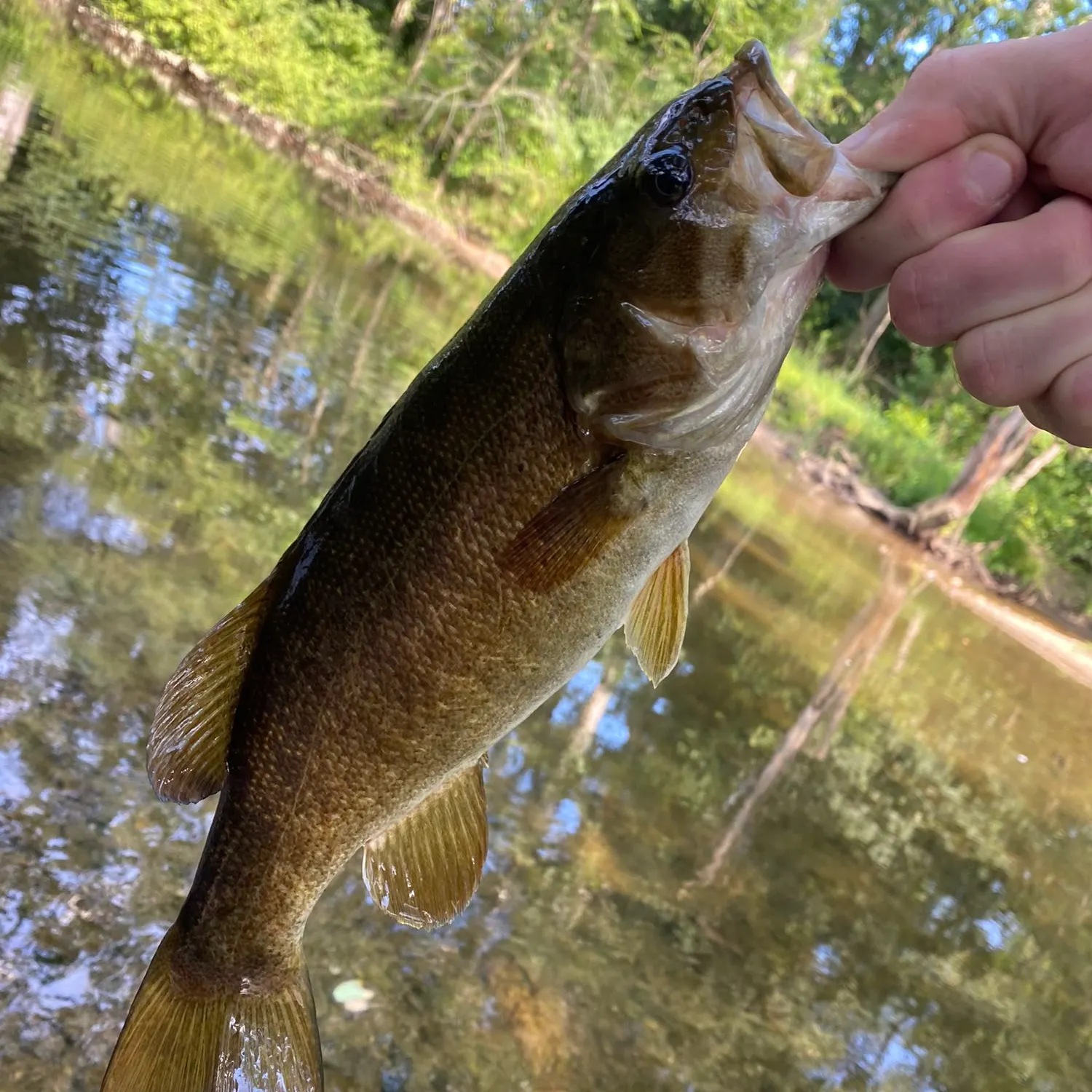 angler catch