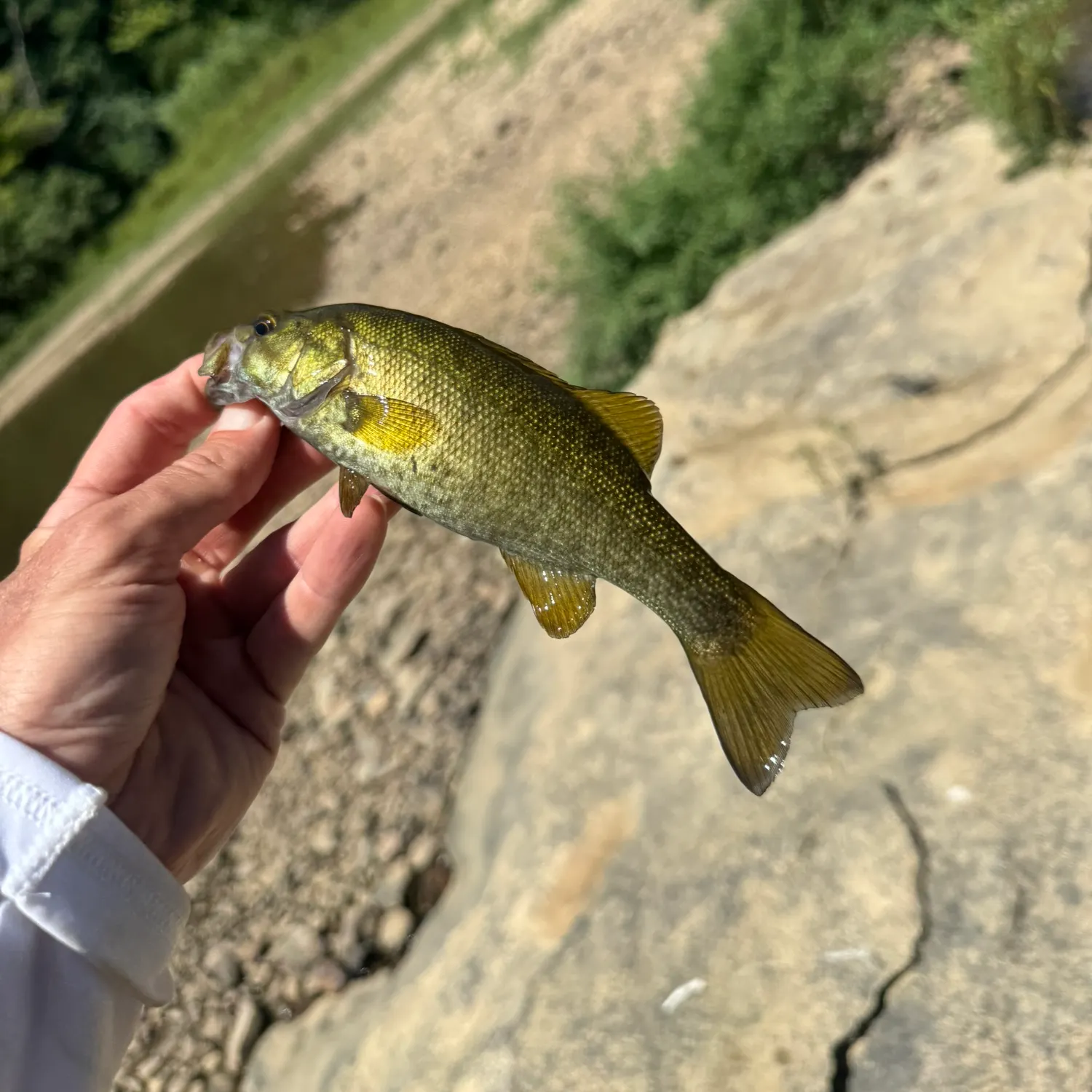 Smallmouth bass caught on Fishbrain
