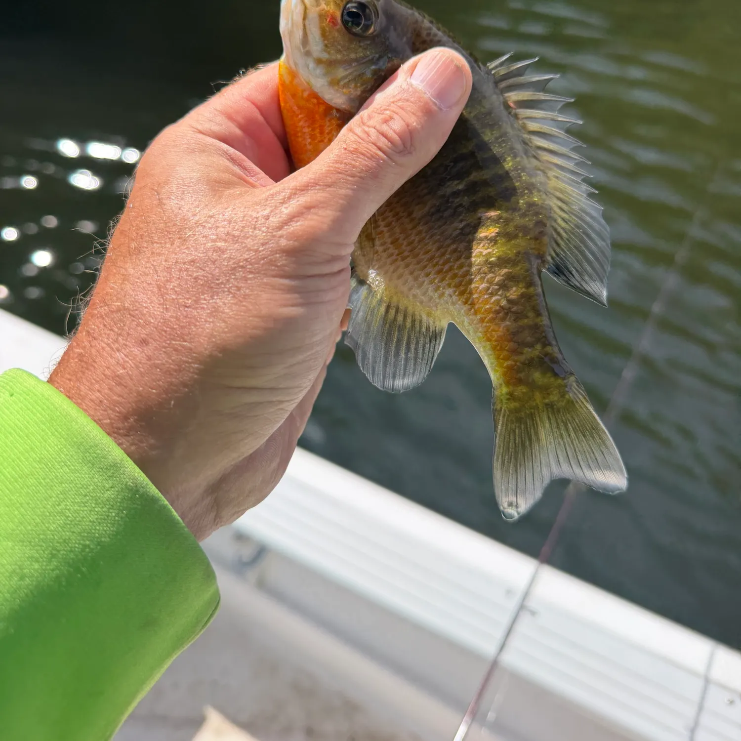 Bluegill caught on Fishbrain