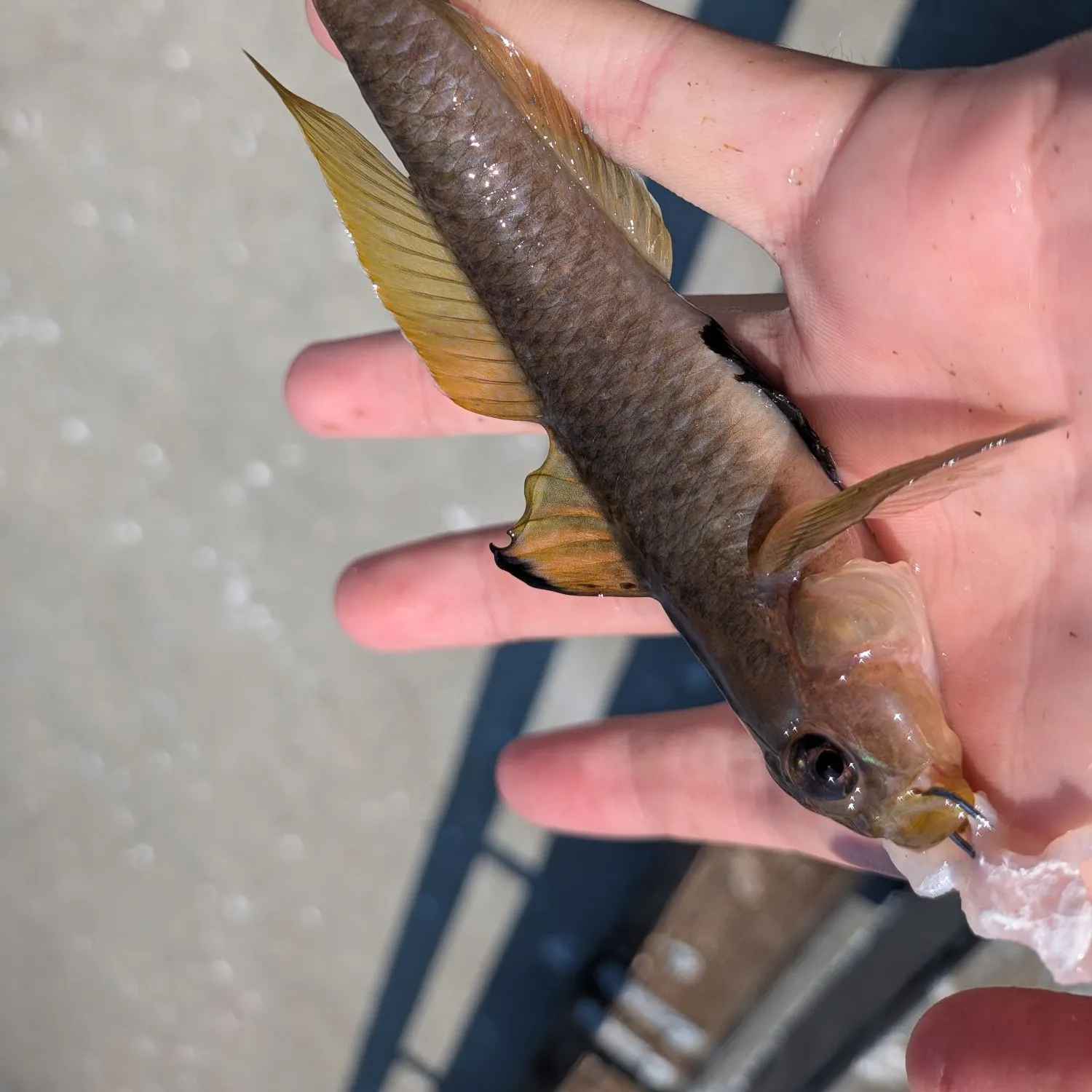 The most recent Blackeye goby catches on Fishbrain
