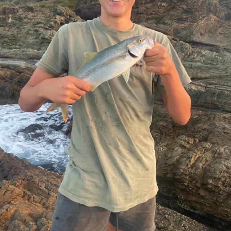 The most recent Southern yellowtail amberjack catches on Fishbrain