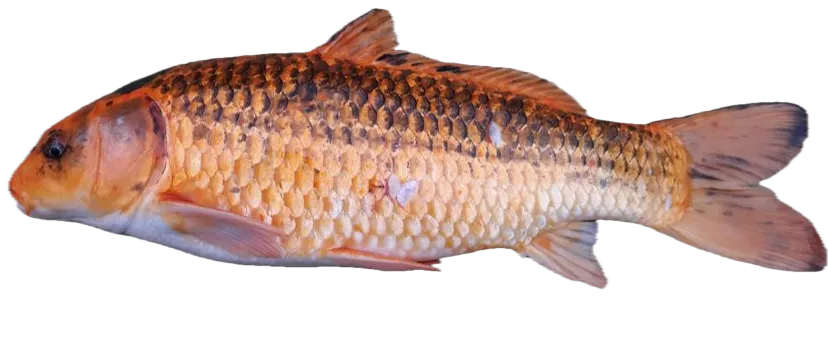 Koi carp